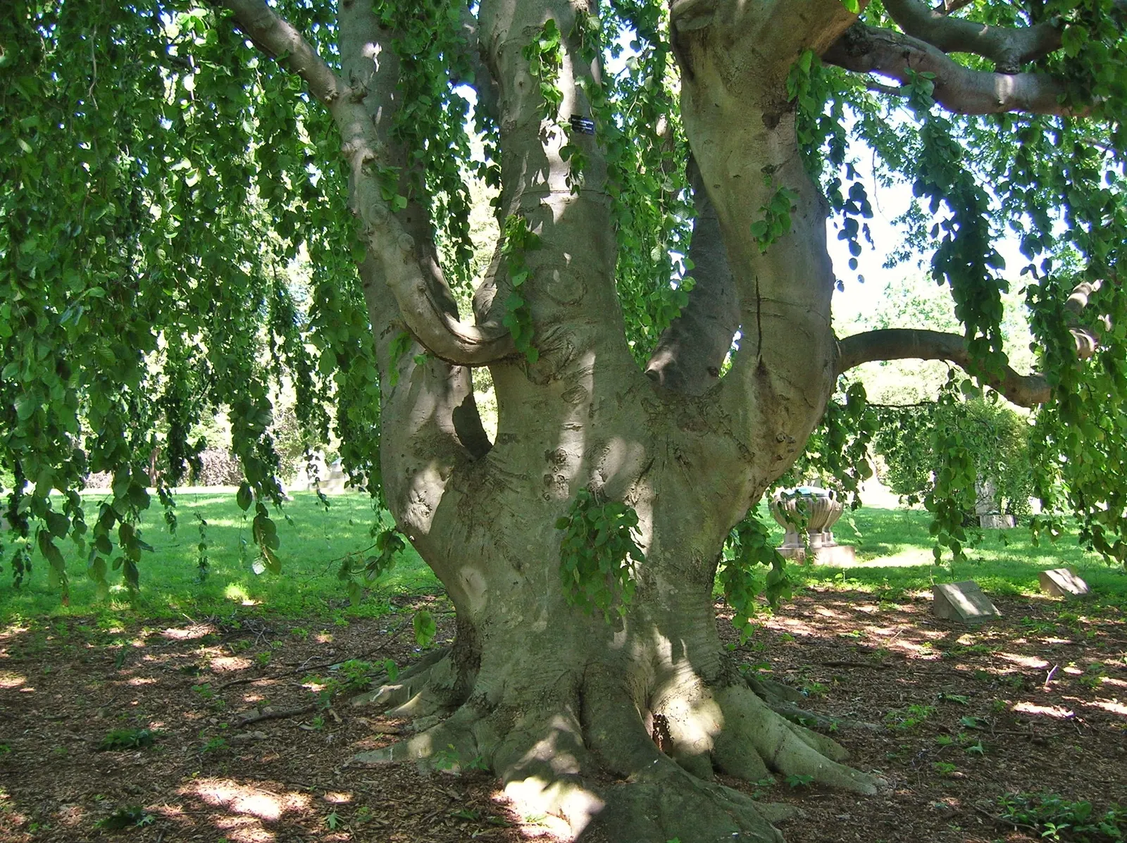 Weeping European Beech (Fagus Sylvatica 'Pendula') — with a spread of around 15 to 25 feet; dark green as the season progresses, image 57