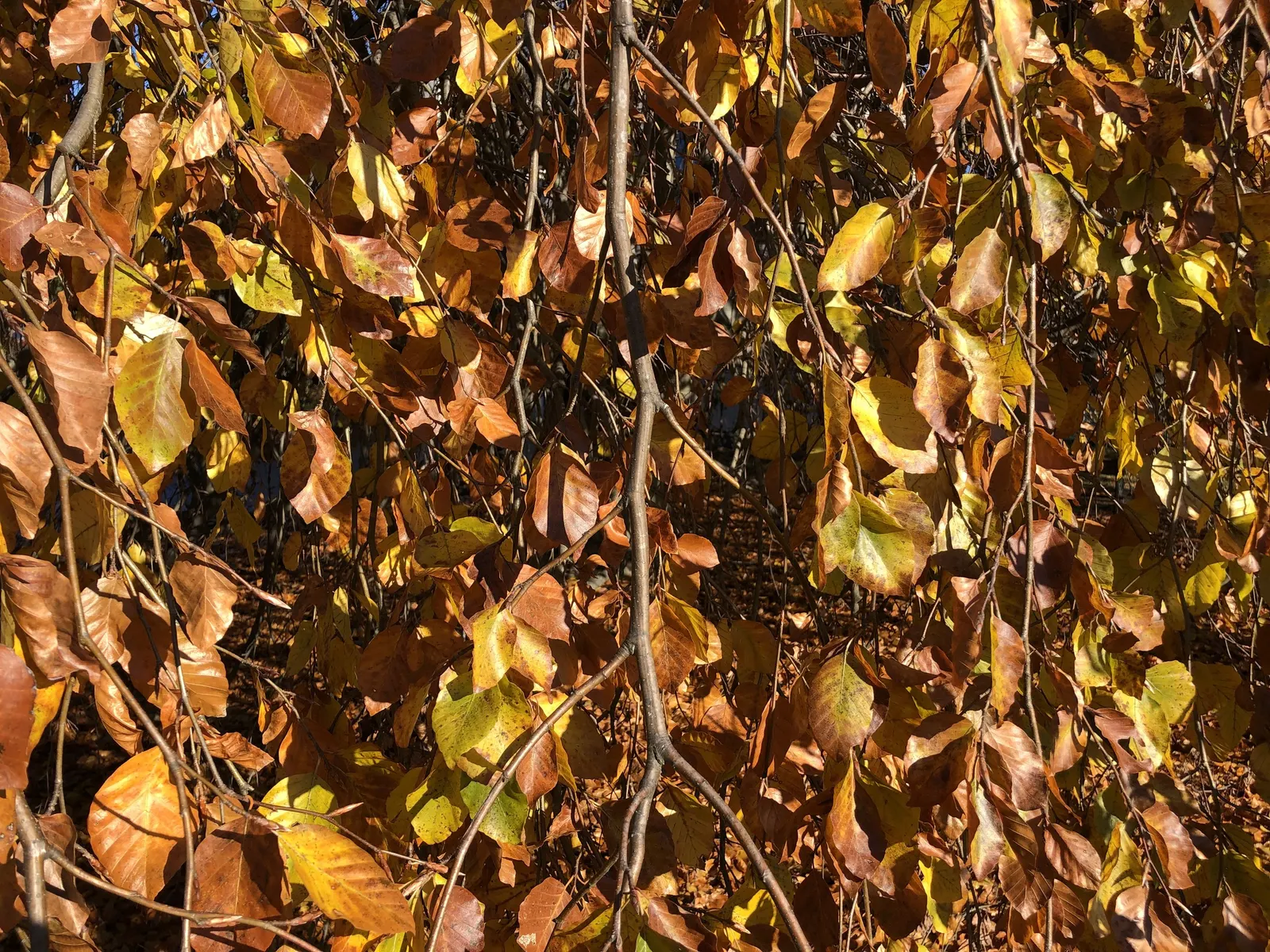 Weeping European Beech (Fagus Sylvatica 'Pendula') — This beech requires a planting site with well-drained and fertile soil; with branches that, image 59