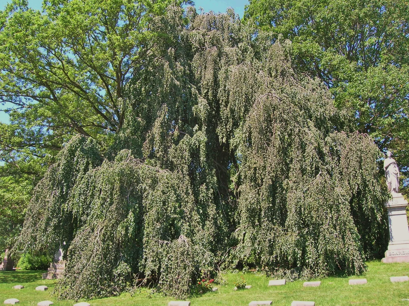 Weeping European Beech (Fagus Sylvatica 'Pendula') — with branches that sweep downwards to create an elegant, image 32