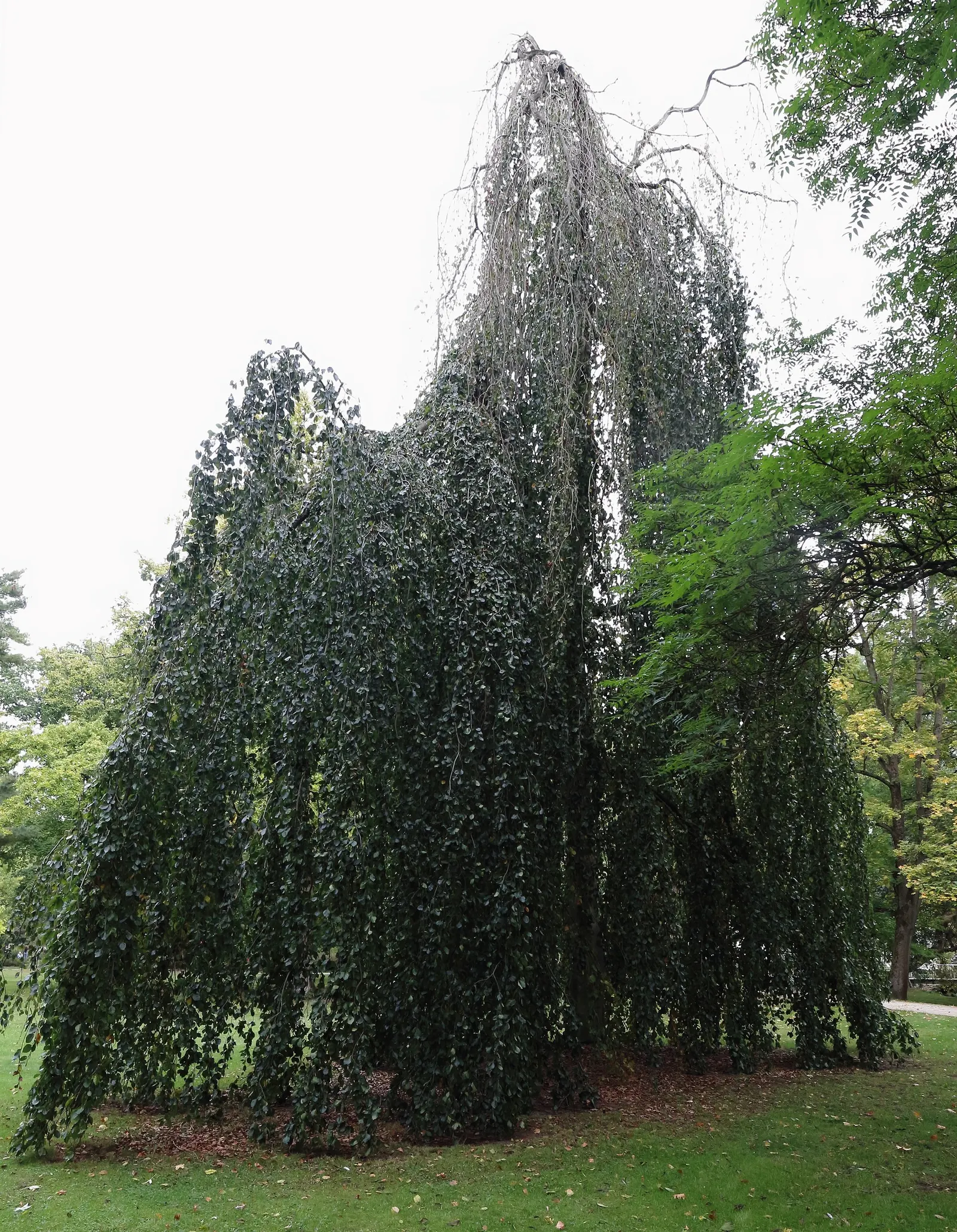 Weeping European Beech (Fagus Sylvatica 'Pendula') — As a cultivar of the European beech