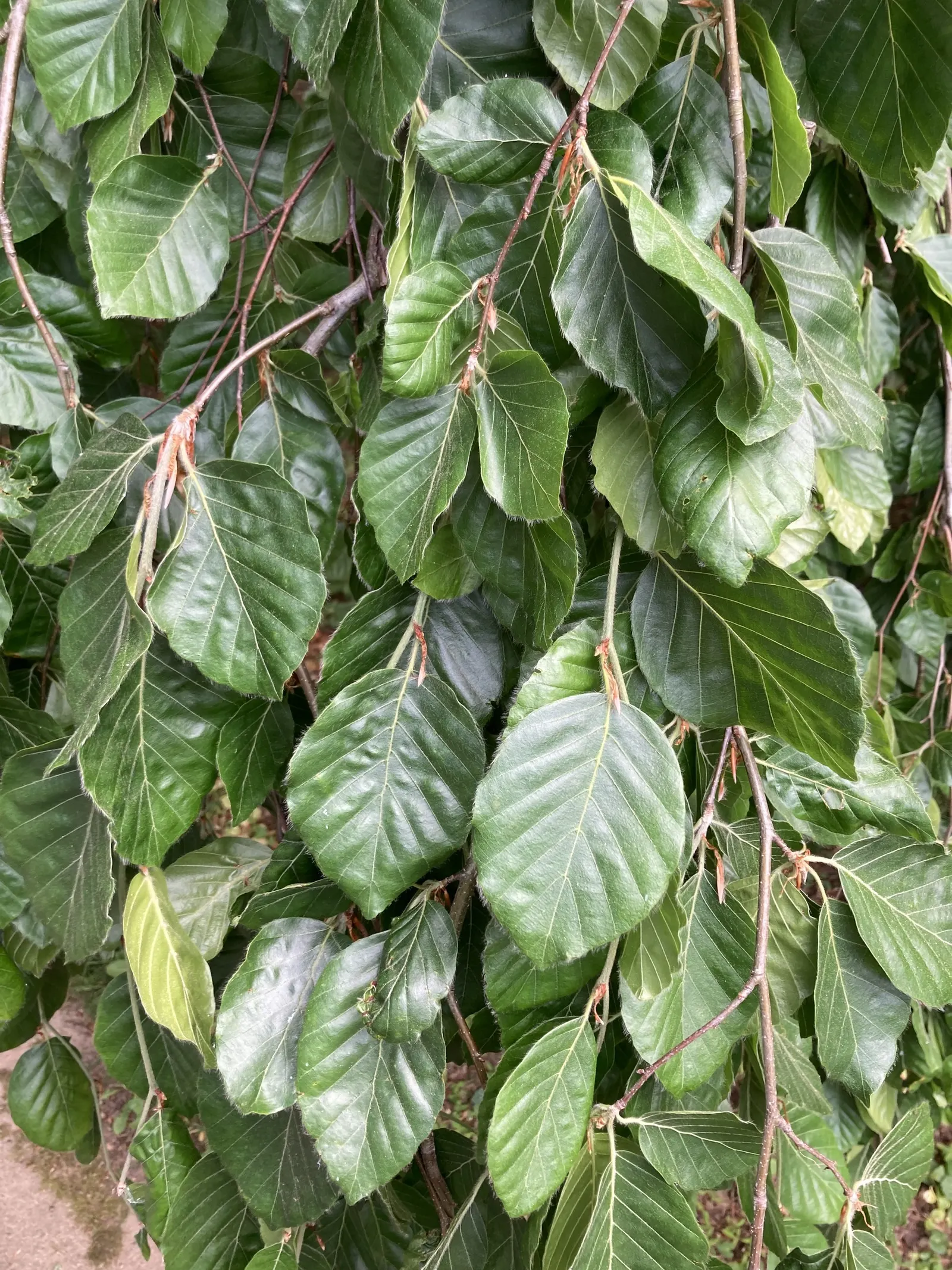 Weeping European Beech (Fagus Sylvatica 'Pendula') — dark green as the season progresses