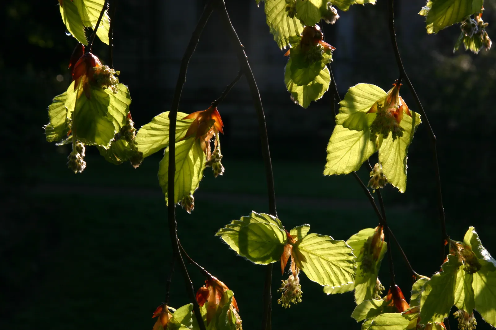 Weeping European Beech (Fagus Sylvatica 'Pendula') — cascading form and lush foliage; with branches that sweep downwards to create an elegant, image 50