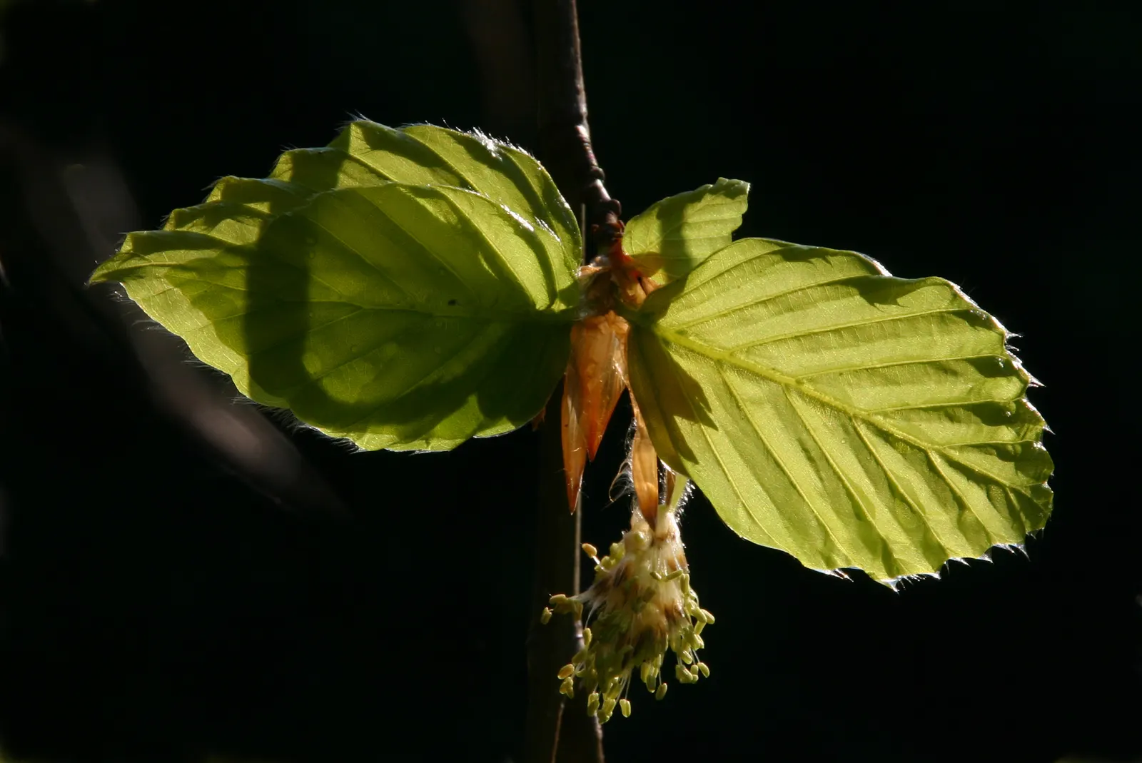 Weeping European Beech (Fagus Sylvatica 'Pendula') — this tree serves as a focal point due to its stately presence and sculptural quality; noted, image 55