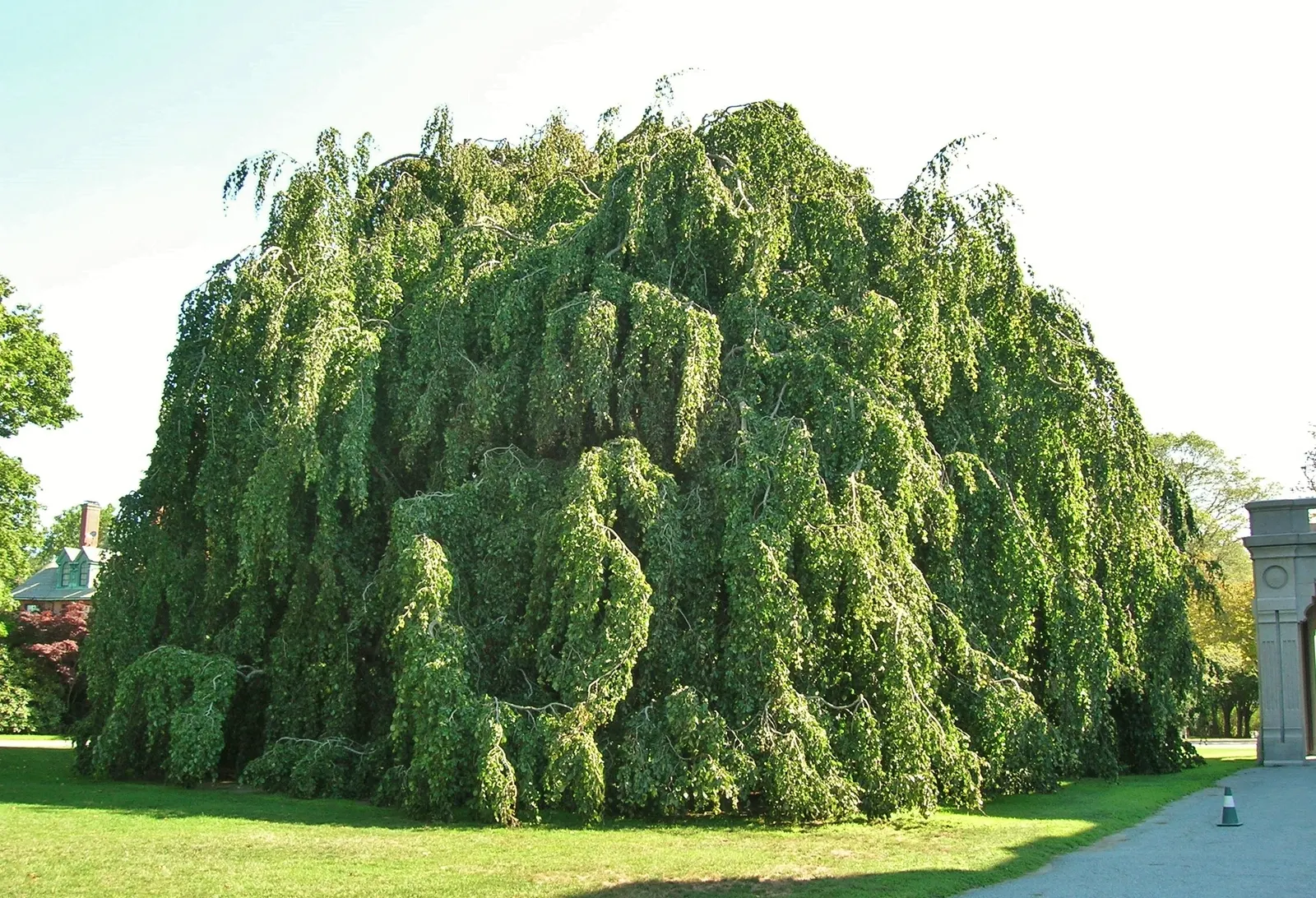 Weeping European Beech (Fagus Sylvatica 'Pendula') — Noted for its striking silhouette