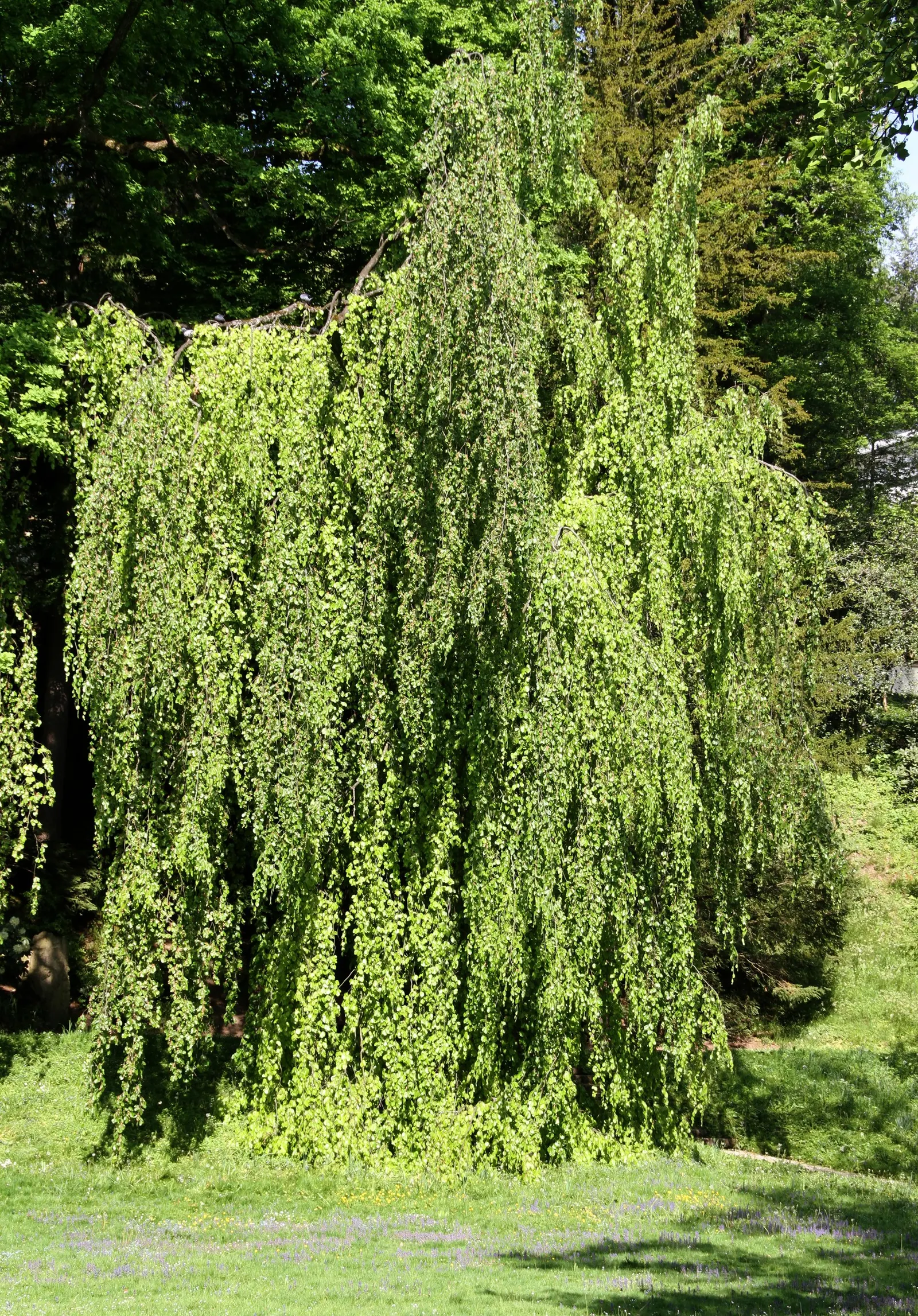 Weeping European Beech (Fagus Sylvatica 'Pendula') — The Weeping European Beech (Fagus sylvatica 'Pendula') showcases gracefully cascading branches, image 43