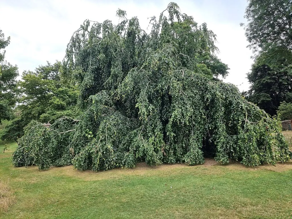 Weeping European Beech (Fagus Sylvatica 'Pendula') — cascading form and lush foliage; with branches that sweep downwards to create an elegant