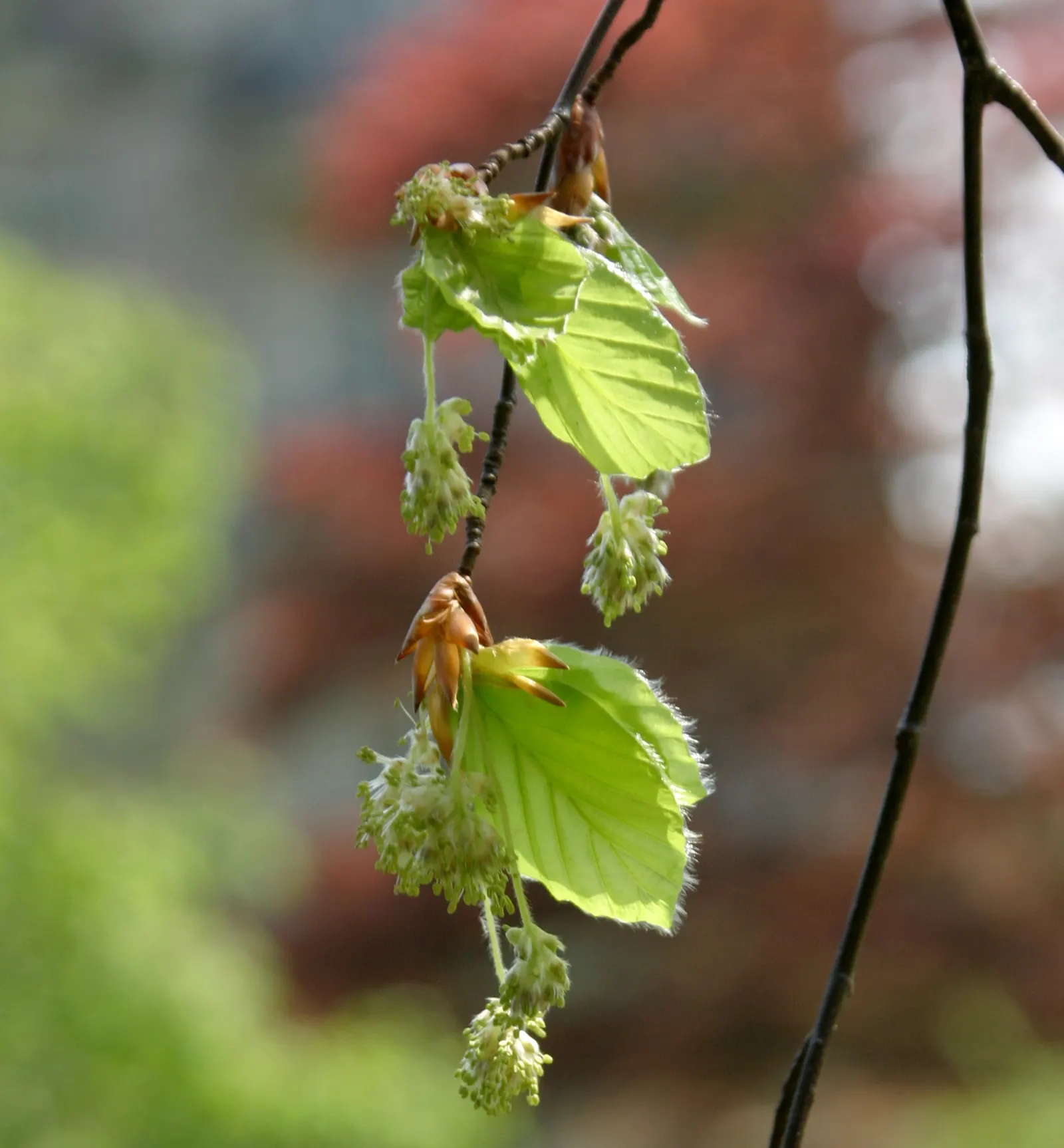 Weeping European Beech (Fagus Sylvatica 'Pendula') — The Weeping European Beech (Fagus sylvatica 'Pendula') showcases gracefully cascading branches, image 64