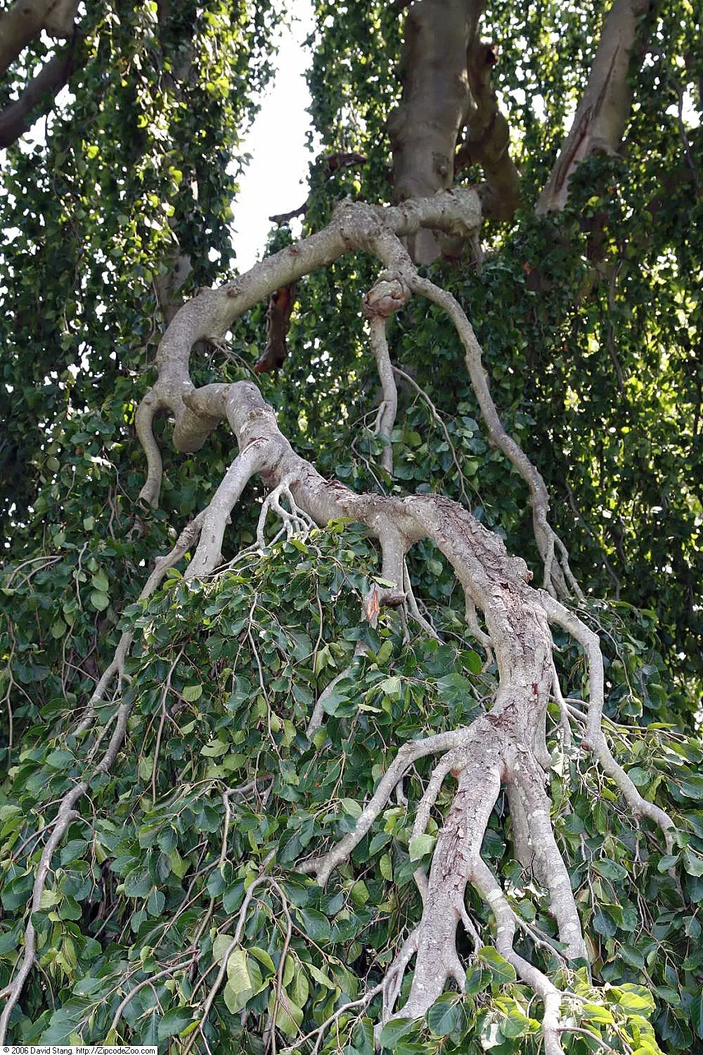 Weeping European Beech (Fagus Sylvatica 'Pendula') — is a captivating deciduous tree renowned for its dramatic