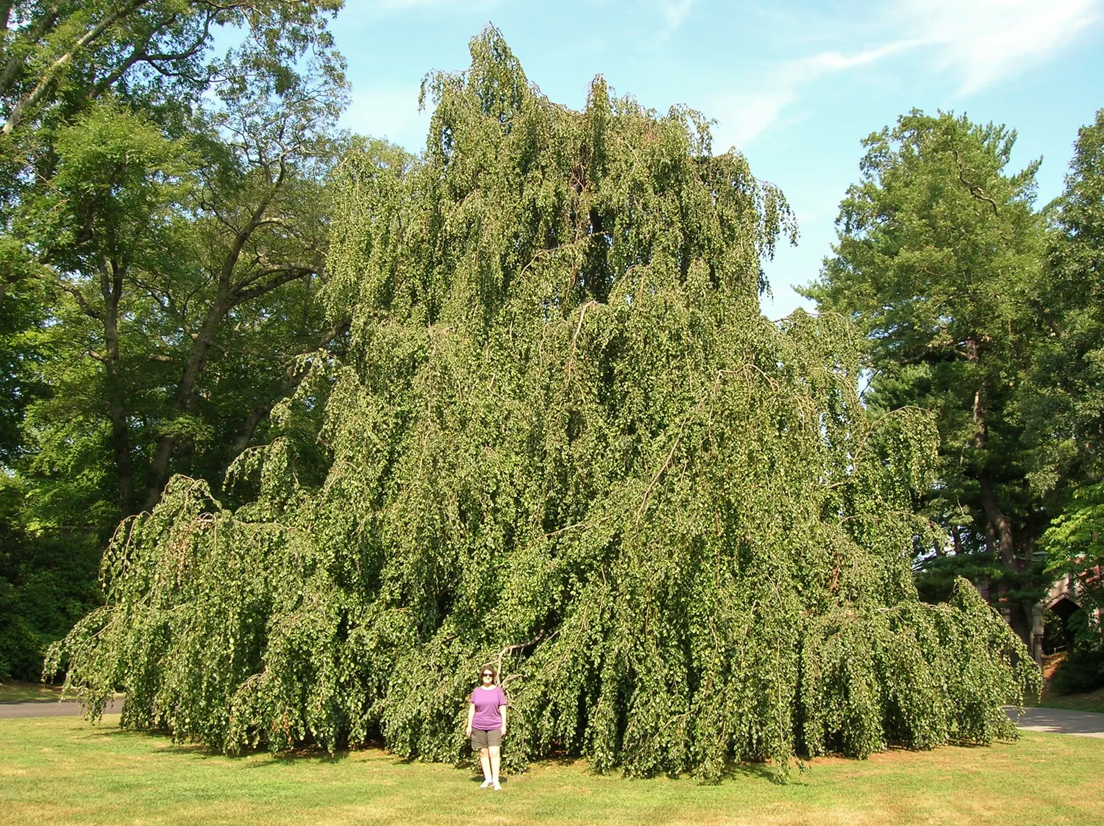 Weeping European Beech (Fagus Sylvatica 'Pendula') — This ornamental tree reaches up to 50 feet in height and spreads around 40 feet, requiring, image 65