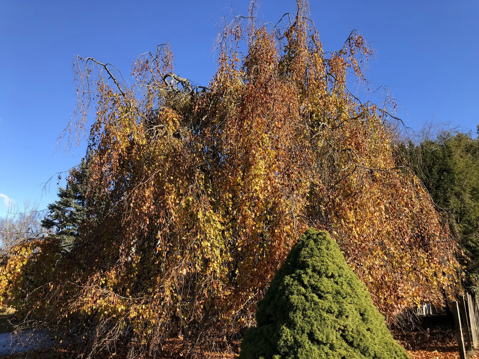 Weeping European Beech (Fagus Sylvatica 'Pendula') — providing a formidable silhouette against the sky