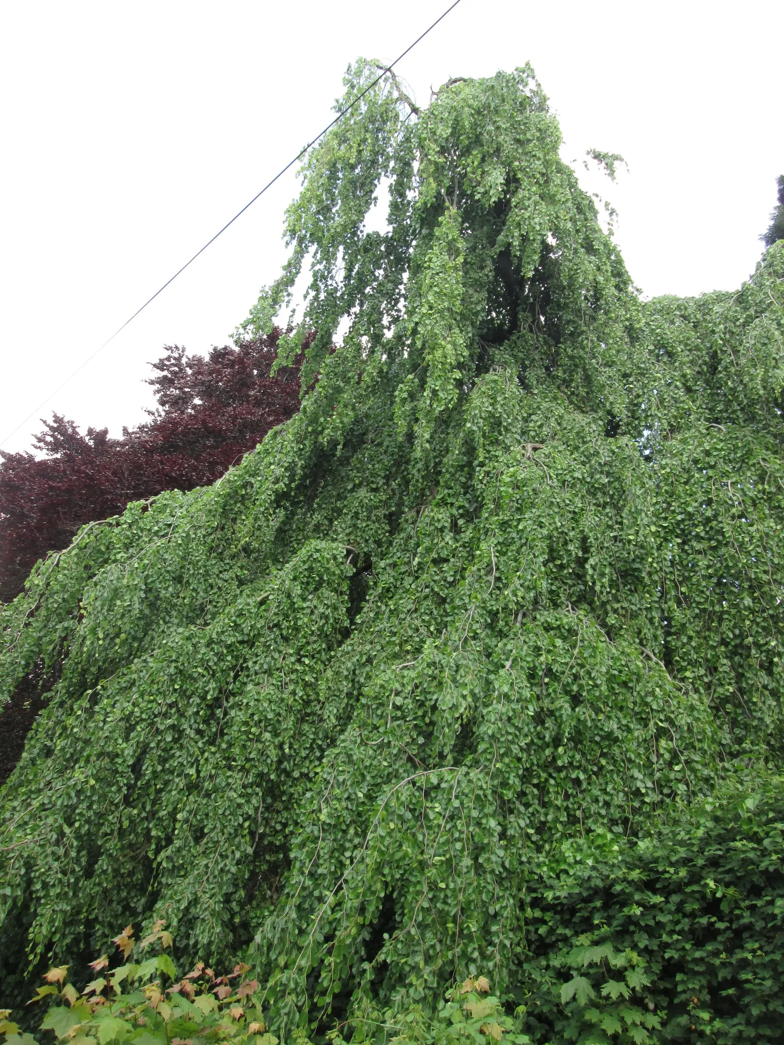 Weeping European Beech (Fagus Sylvatica 'Pendula') — It thrives under full sunlight to partial shade in well-drained soil