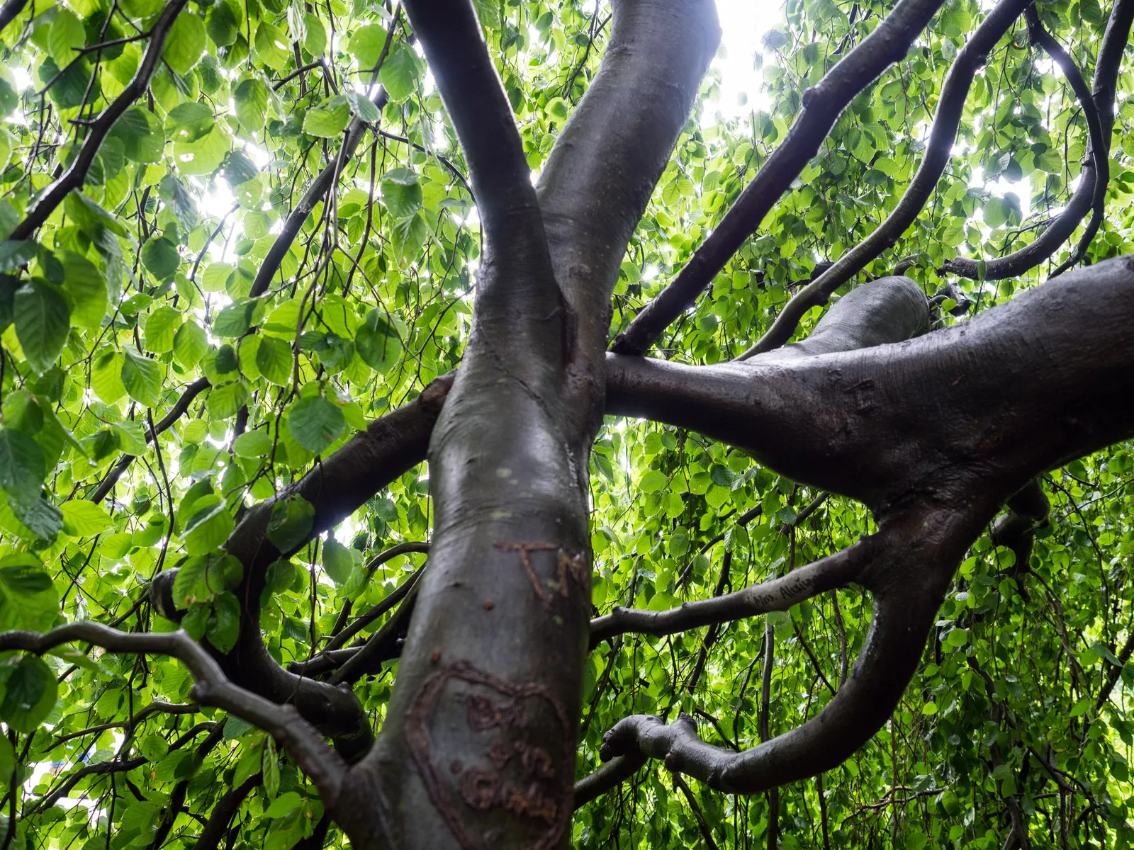 Weeping European Beech (Fagus Sylvatica 'Pendula') — It can reach an approximate mature height of 25 to 40 feet; with branches that sweep downwards to create