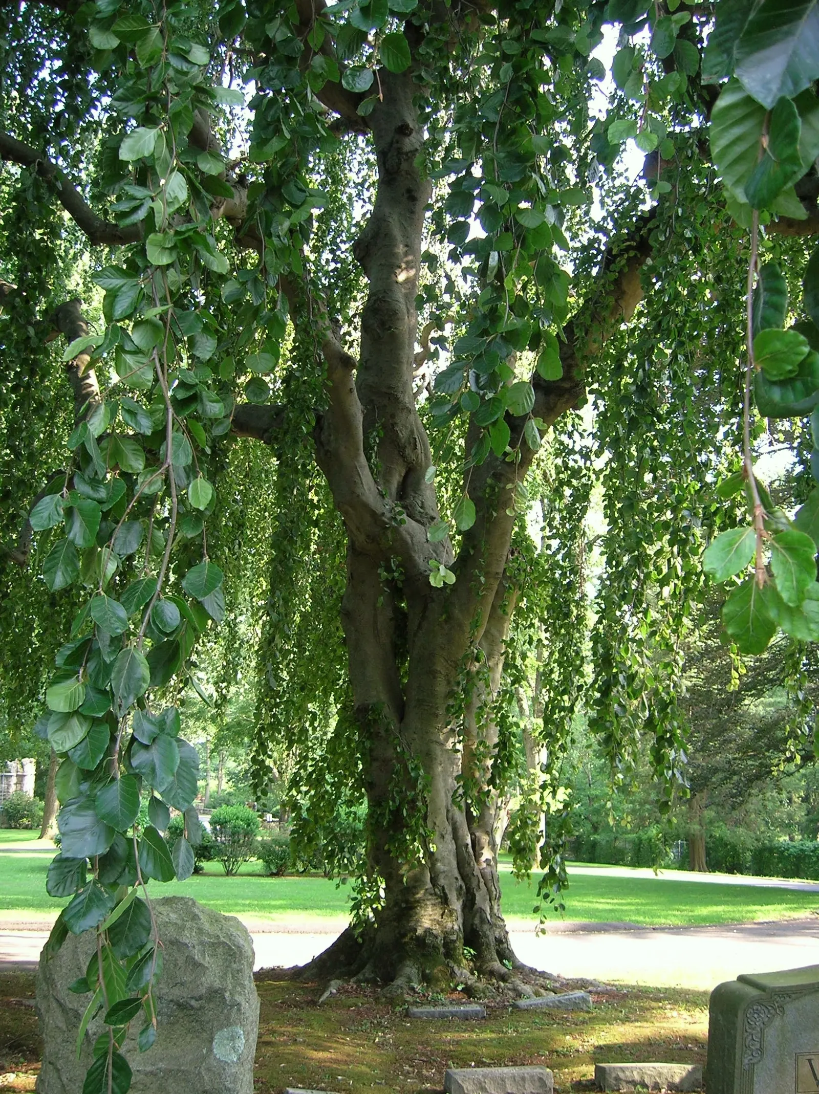 Weeping European Beech (Fagus Sylvatica 'Pendula') — it is important to note that while the tree is relatively low-maintenance; with branches that sweep