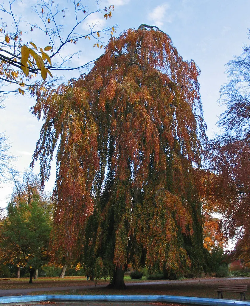 Weeping European Beech (Fagus Sylvatica 'Pendula') — This beech requires a planting site with well-drained and fertile soil; with branches that sweep downwards