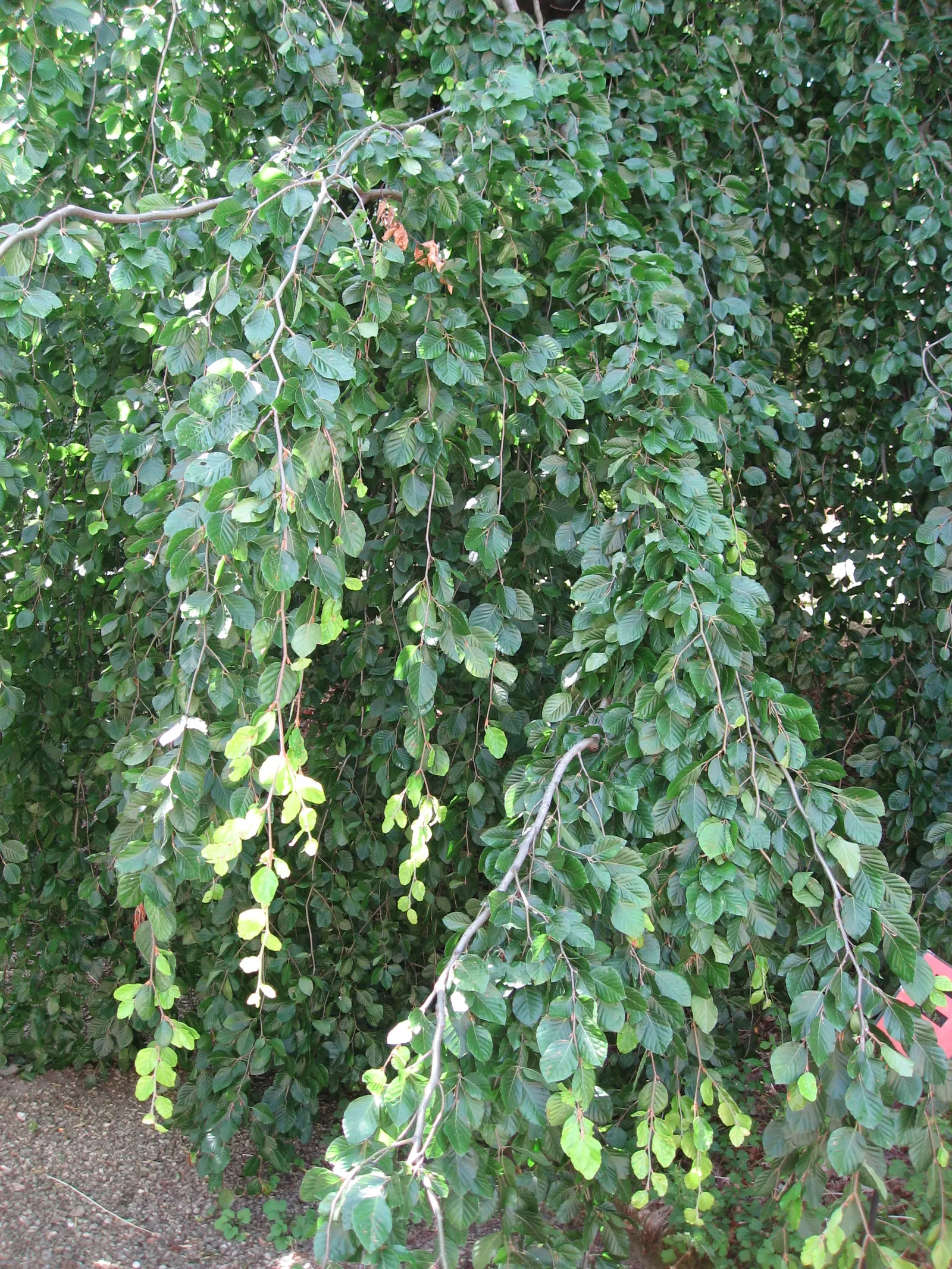 Weeping European Beech (Fagus Sylvatica 'Pendula') — Noted for its striking silhouette, image 25
