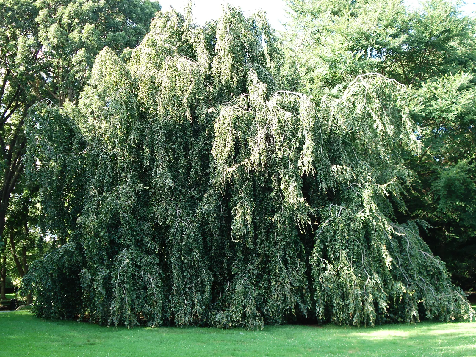 Weeping European Beech (Fagus Sylvatica 'Pendula') — this tree serves as a focal point due to its stately presence and sculptural quality; noted for its