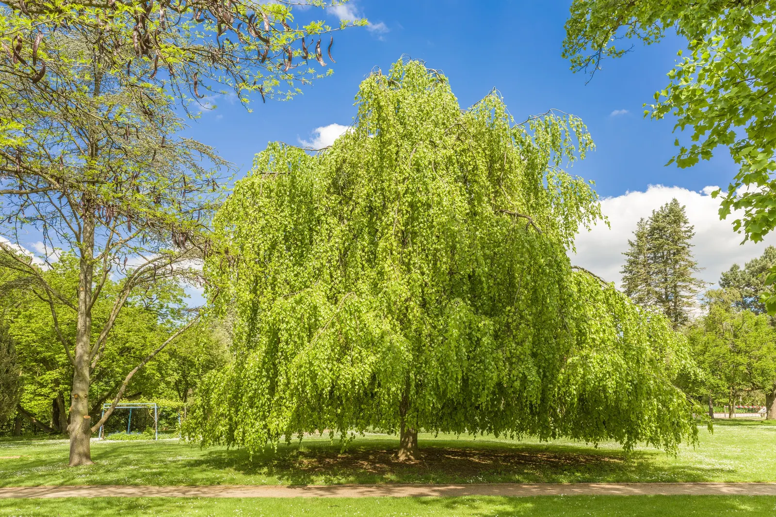 Weeping European Beech (Fagus Sylvatica 'Pendula') — tree for full or half; dark green as the season progresses