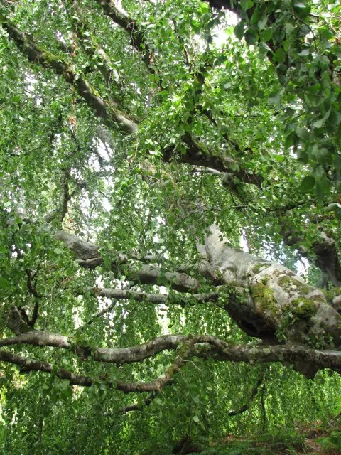 Weeping European Beech (Fagus Sylvatica 'Pendula') — this deciduous specimen adds timeless elegance; with branches that sweep downwards to create, image 47