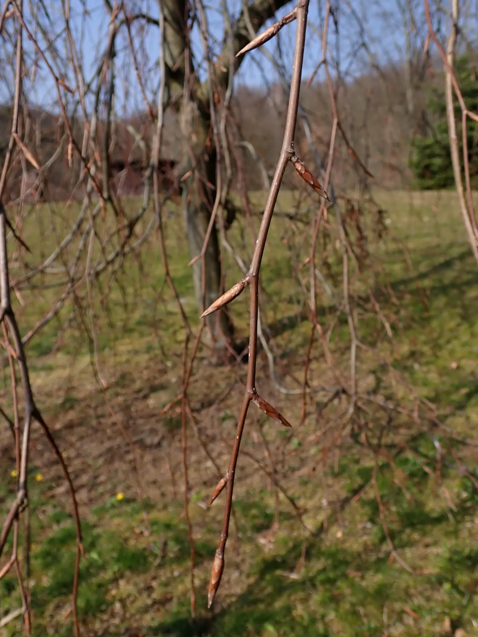 Weeping European Beech (Fagus Sylvatica 'Pendula') — is a captivating deciduous tree renowned for its dramatic; noted for its striking silhouette, image 70