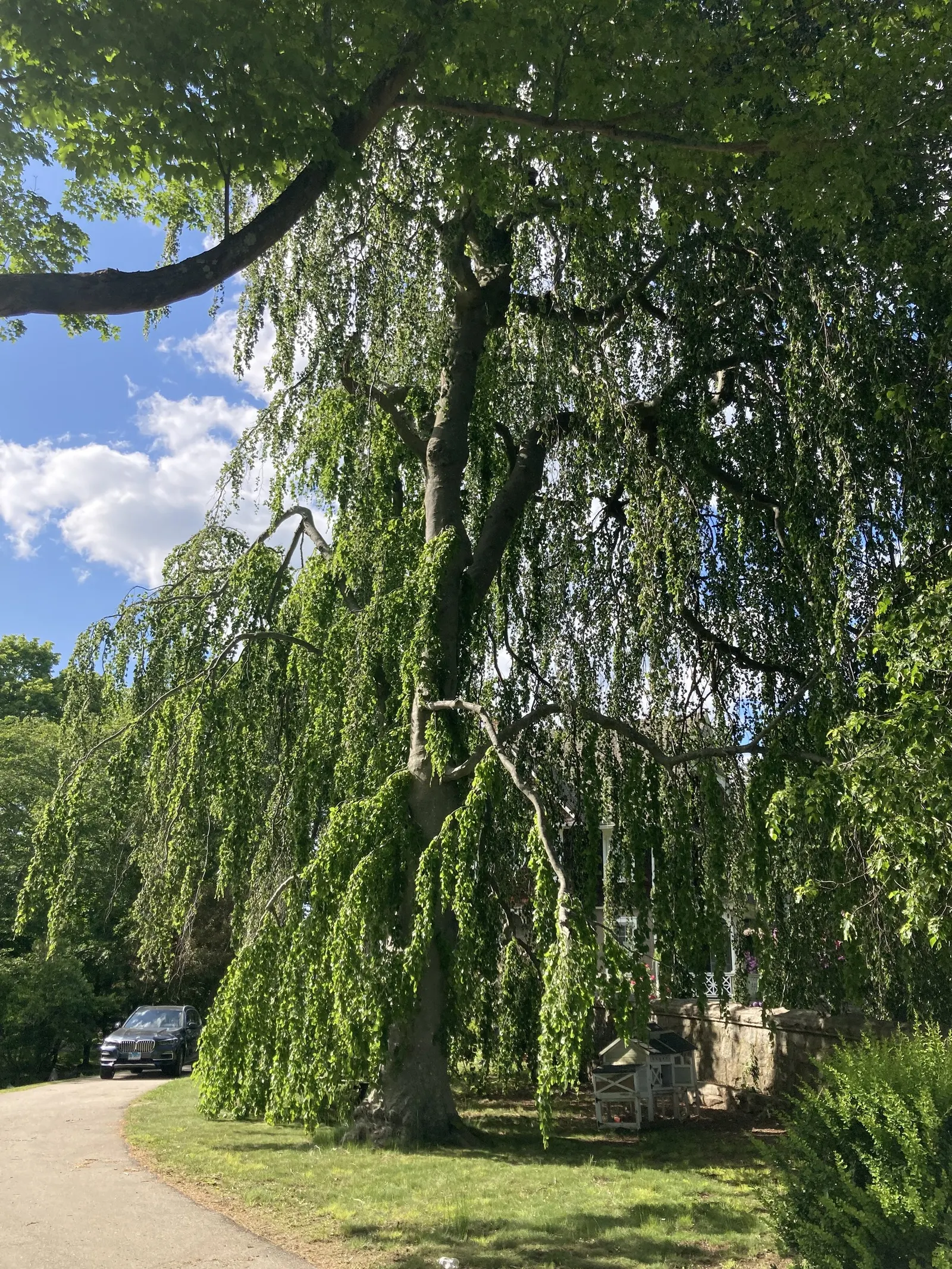 Weeping European Beech (Fagus Sylvatica 'Pendula') — As a cultivar of the European beech; dark green as the season progresses, image 51