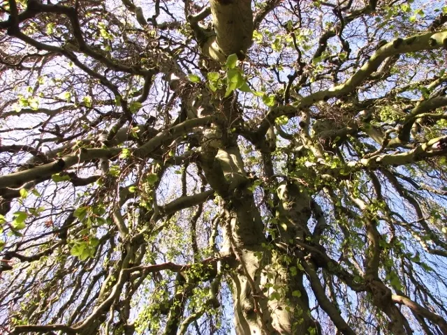 Weeping European Beech (Fagus Sylvatica 'Pendula') — flowing appearance.<br><br>In landscape design