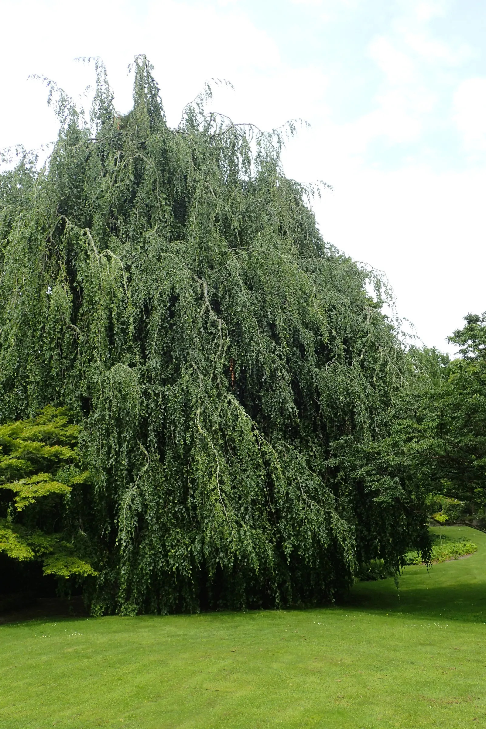 Weeping European Beech (Fagus Sylvatica 'Pendula') — this deciduous specimen adds timeless elegance; with branches that sweep downwards to create an elegant