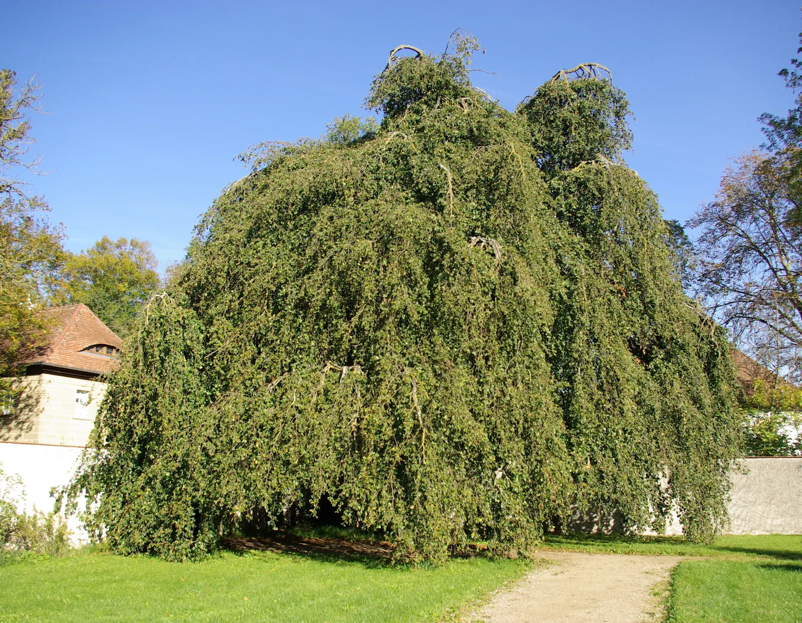 Weeping European Beech (Fagus Sylvatica 'Pendula') — flowing appearance.<br><br>In landscape design; dark green as the season progresses, image 54