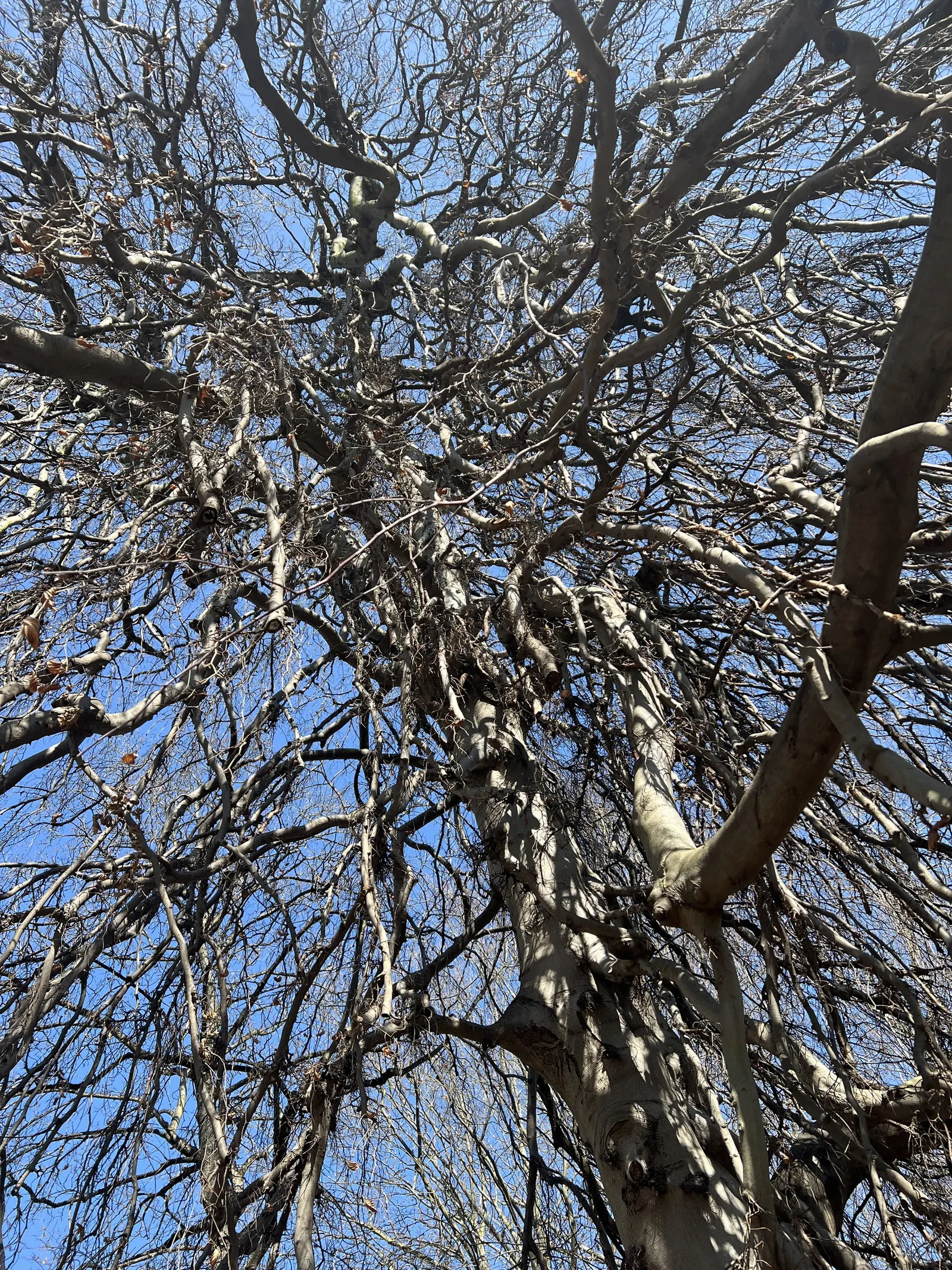 Weeping European Beech (Fagus Sylvatica 'Pendula') — This ornamental tree reaches up to 50 feet in height and spreads around 40 feet, requiring ample space