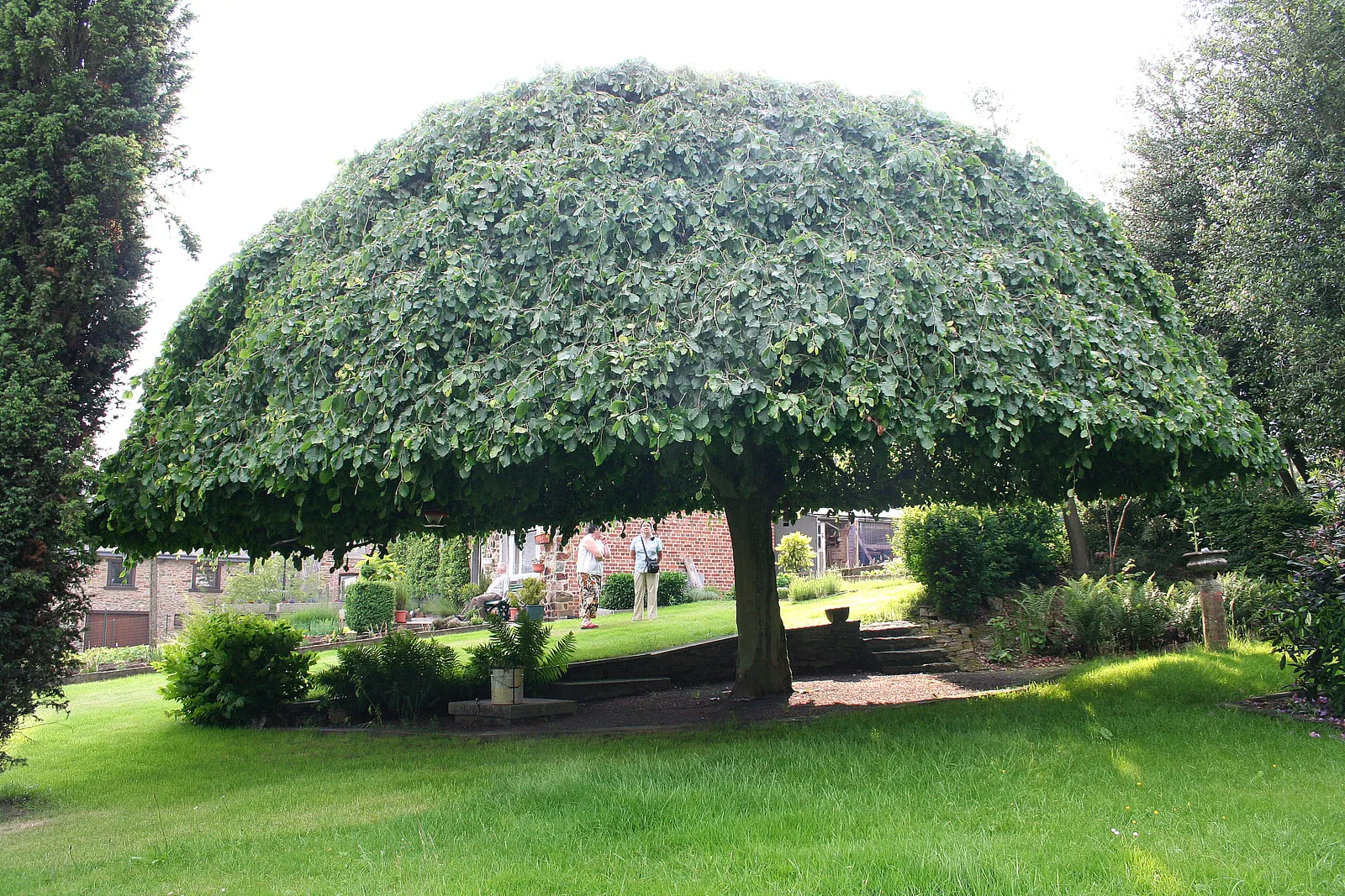 Weeping European Beech (Fagus Sylvatica 'Pendula') — It can reach an approximate mature height of 25 to 40 feet; with branches that sweep downwards, image 56