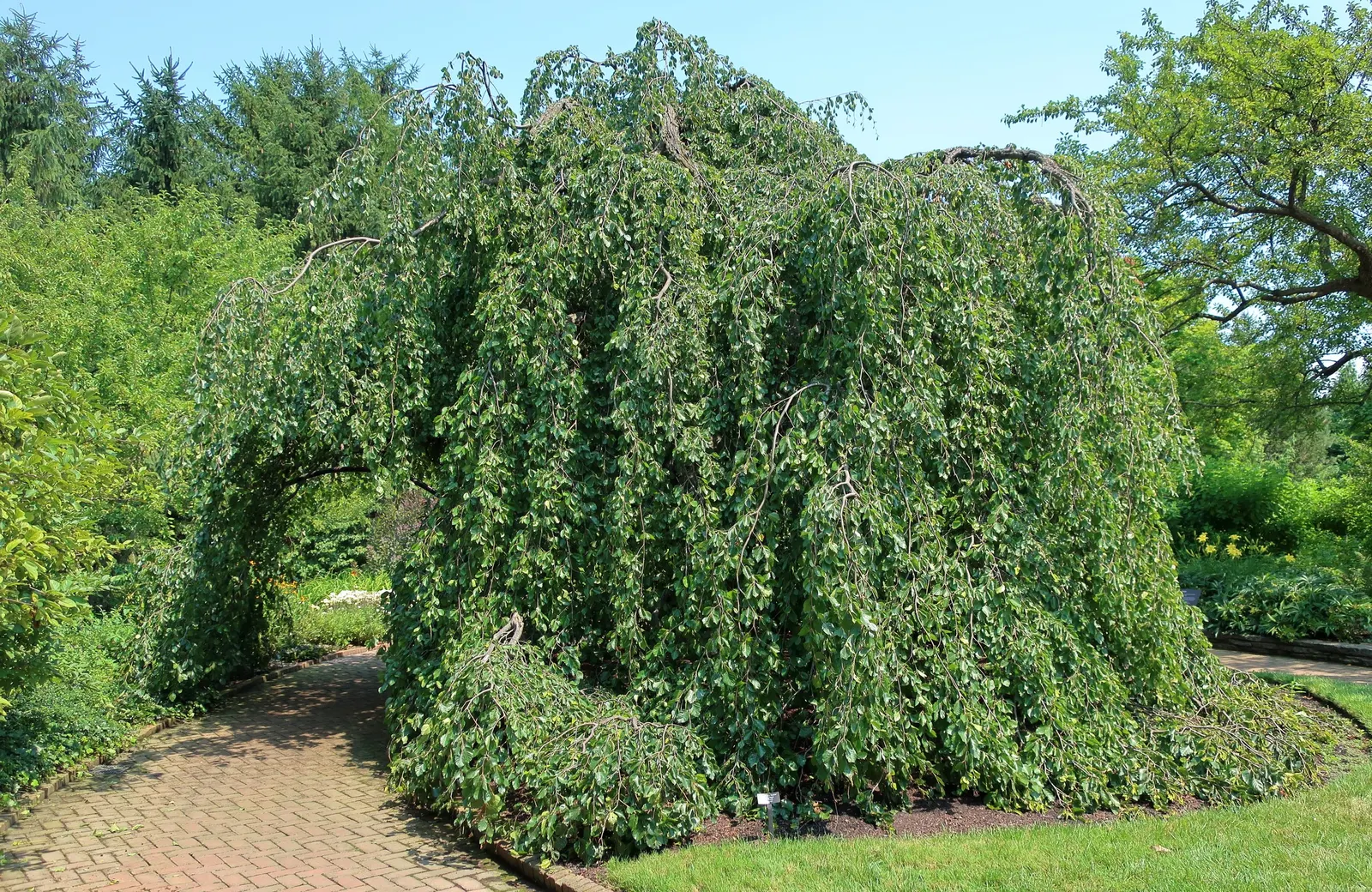 Weeping European Beech (Fagus Sylvatica 'Pendula') — Noted for its striking silhouette, image 46