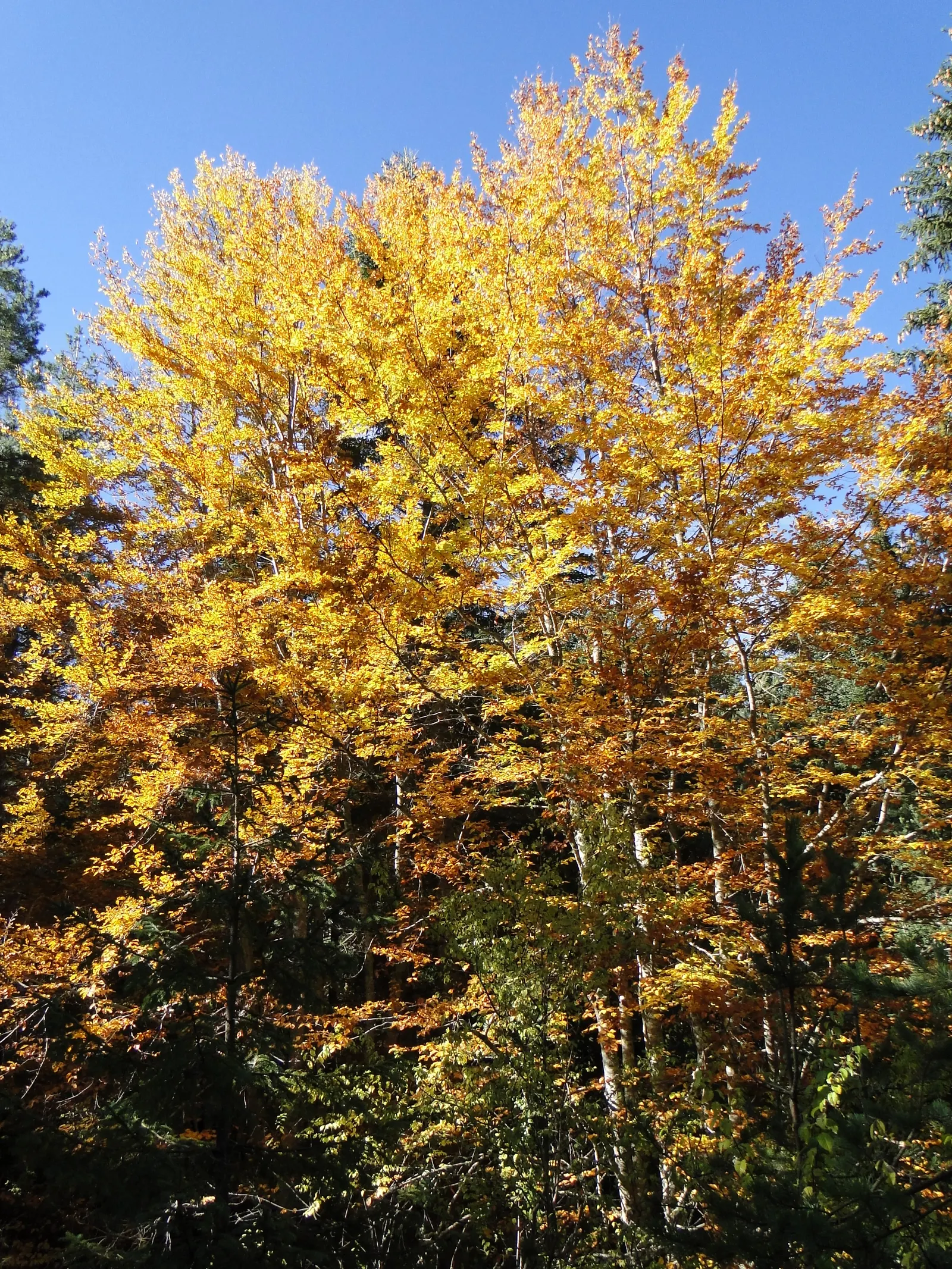 Weeping European Beech (Fagus Sylvatica 'Pendula') — tree for full or half
