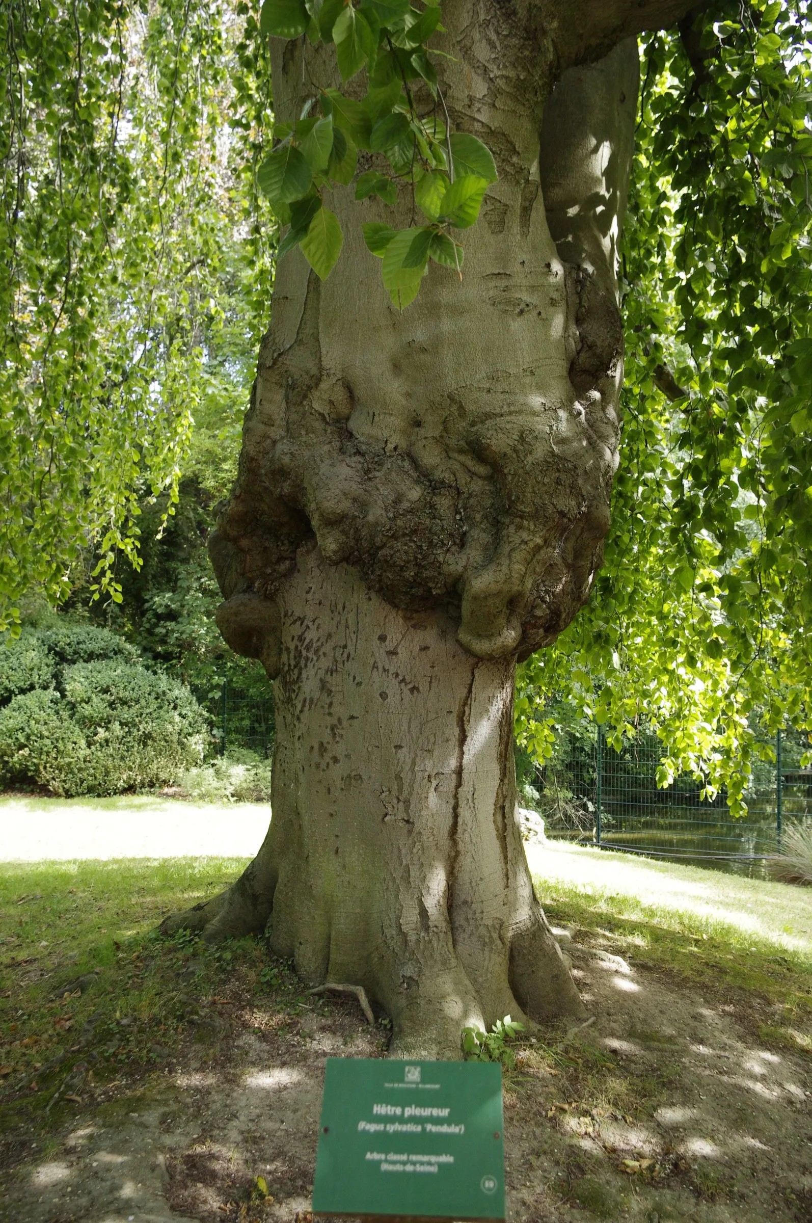 Weeping European Beech (Fagus Sylvatica 'Pendula') — it boasts a unique pendulous habit