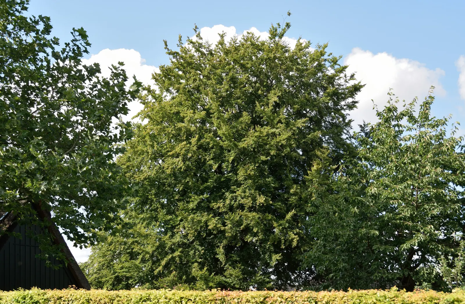 Weeping European Beech (Fagus Sylvatica 'Pendula') — with branches that sweep downwards to create an elegant, image 53