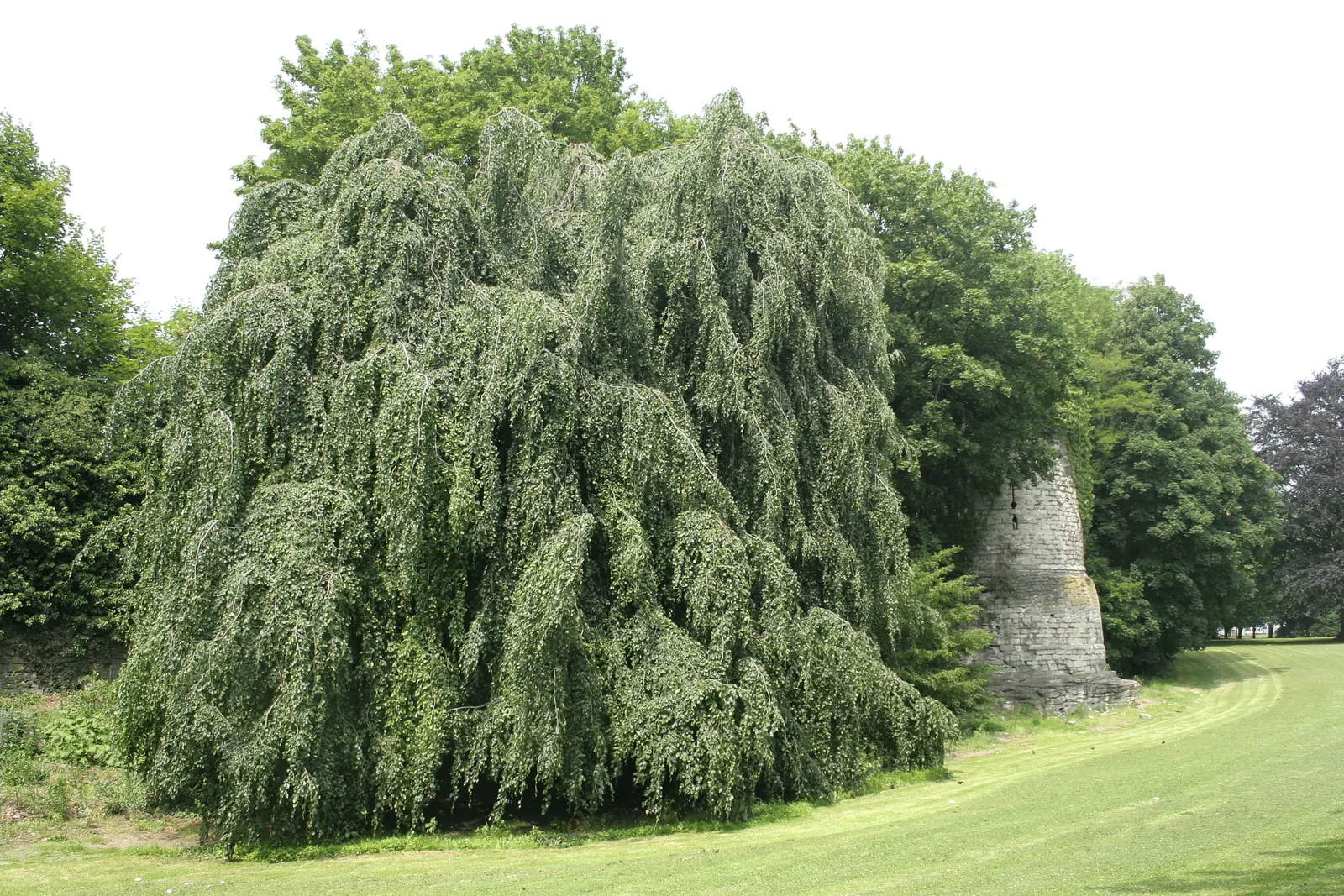 Weeping European Beech (Fagus Sylvatica 'Pendula') — As a cultivar of the European beech; dark green as the season progresses