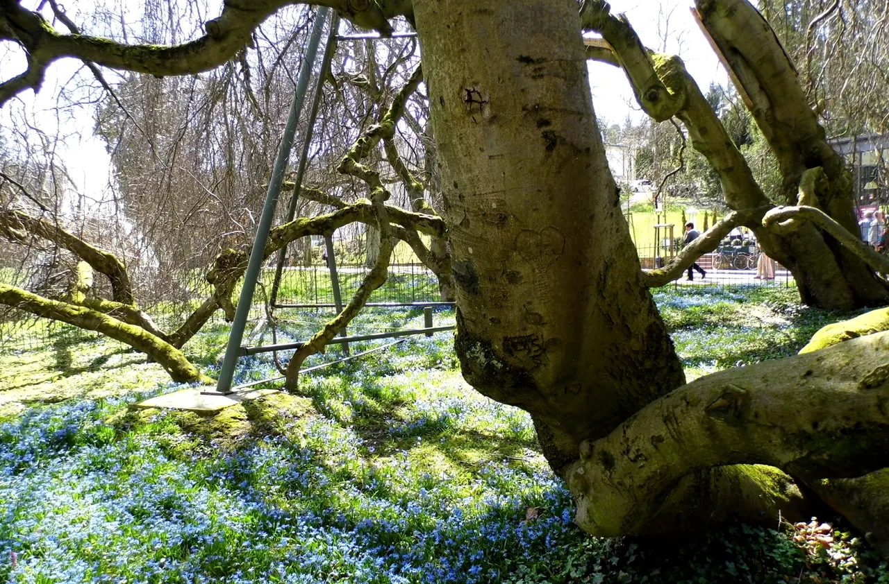 Weeping European Beech (Fagus Sylvatica 'Pendula') — cascading form and lush foliage