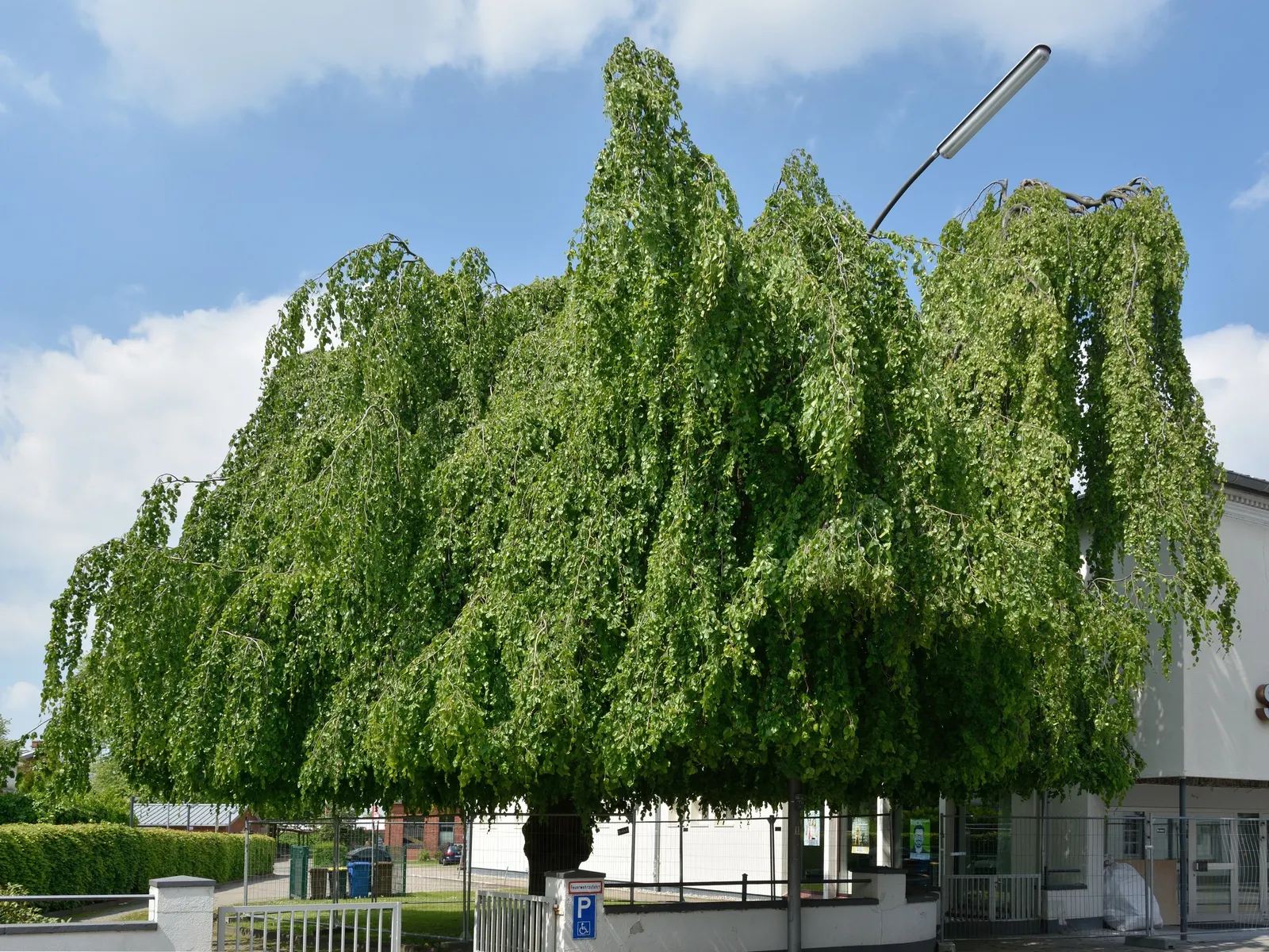 Weeping European Beech (Fagus Sylvatica 'Pendula') — with a spread of around 15 to 25 feet; dark green as the season progresses