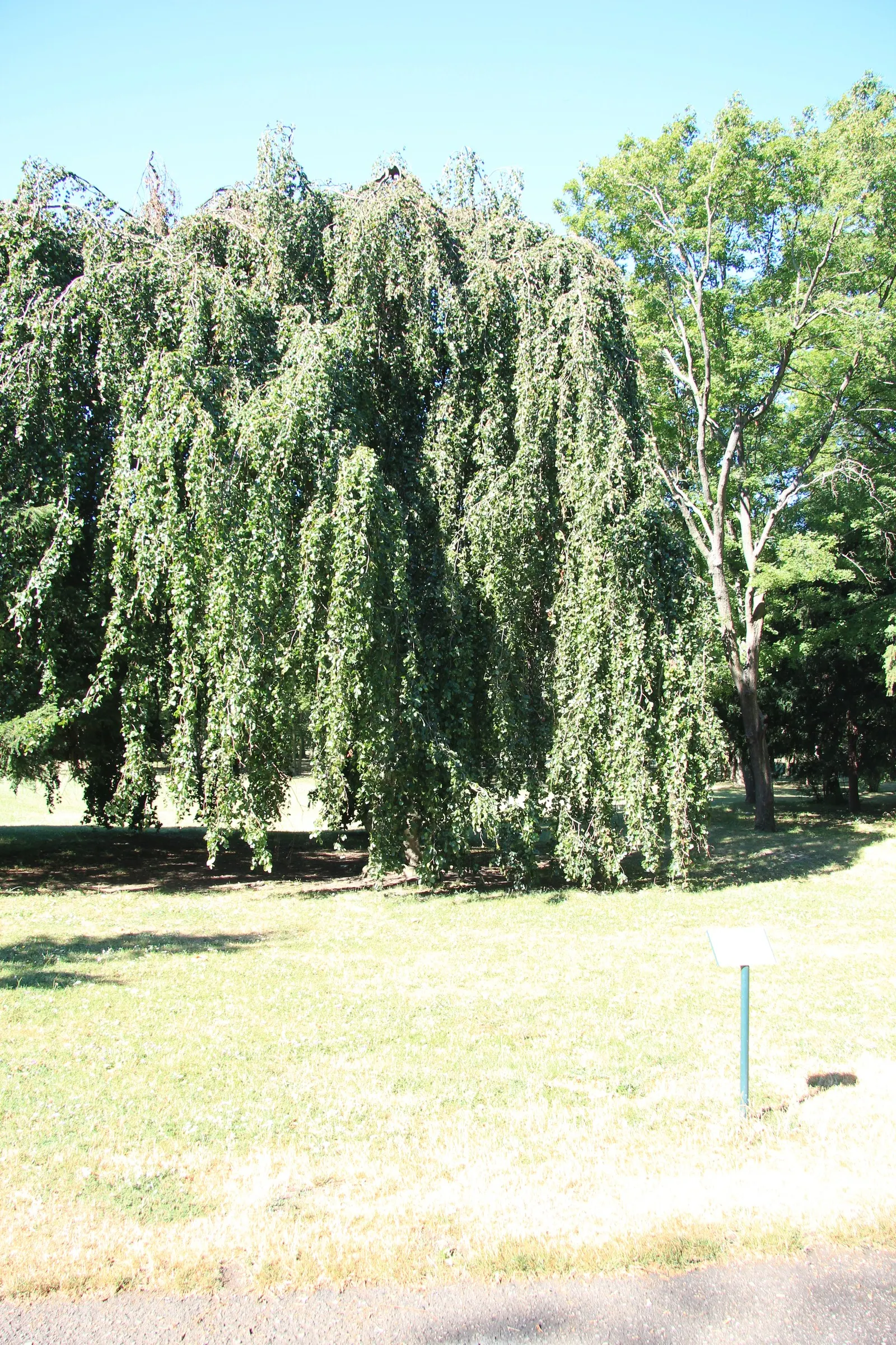 Weeping European Beech (Fagus Sylvatica 'Pendula') — It can reach an approximate mature height of 25 to 40 feet