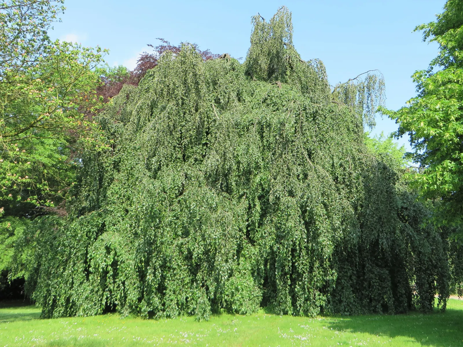 Weeping European Beech (Fagus Sylvatica 'Pendula') — making it a captivating focal point in spacious landscapes; dark green as the season progresses