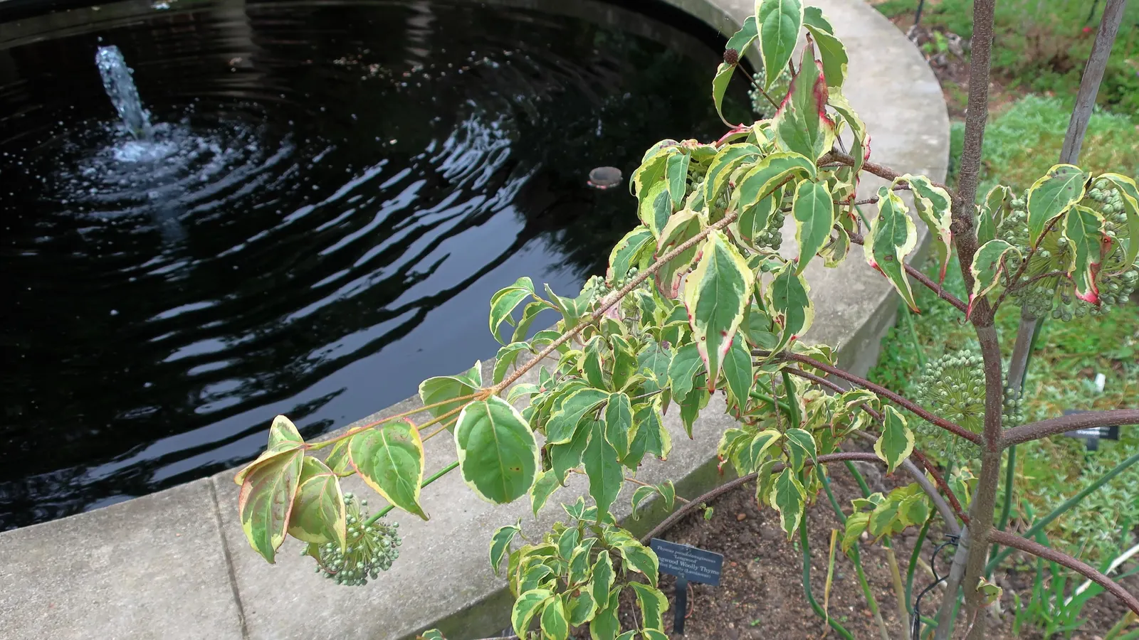 Weeping European Beech (Fagus Sylvatica 'Pendula') — dark green as the season progresses, image 39