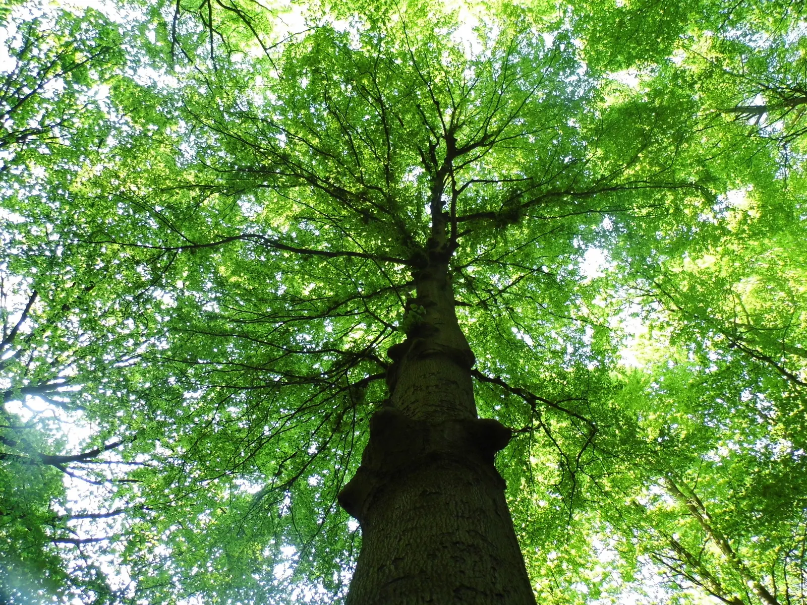 Weeping European Beech (Fagus Sylvatica 'Pendula') — with a spread of around 15 to 25 feet