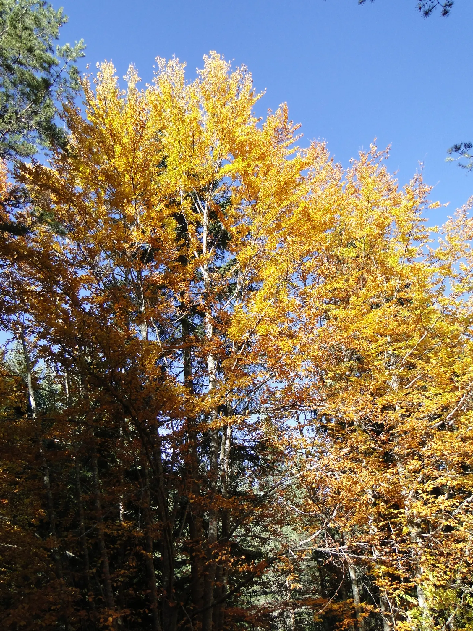 Weeping European Beech (Fagus Sylvatica 'Pendula') — providing a formidable silhouette against the sky; noted for its striking silhouette