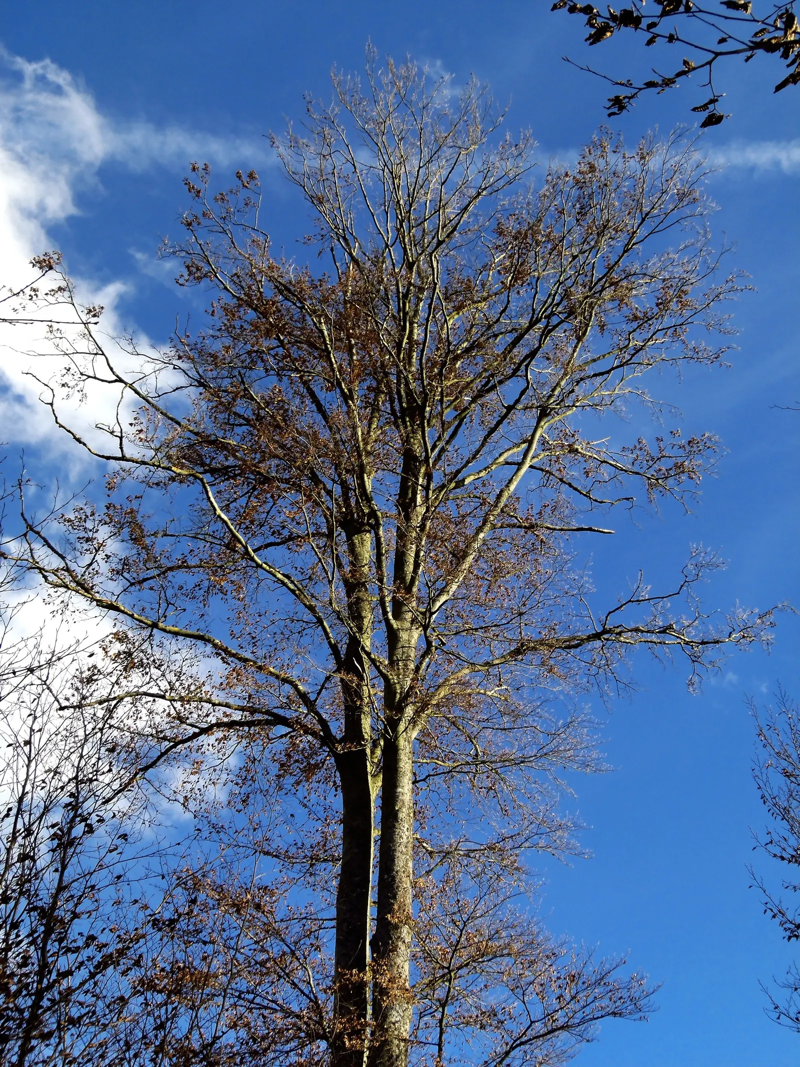 Weeping European Beech (Fagus Sylvatica 'Pendula') — is a captivating deciduous tree renowned for its dramatic; noted for its striking silhouette