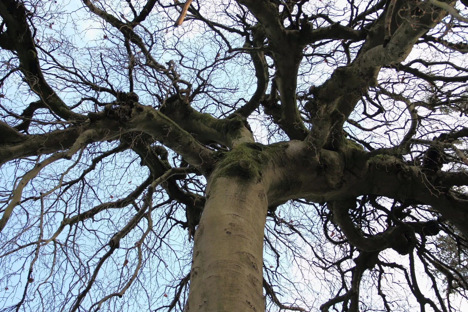 Weeping European Beech (Fagus Sylvatica 'Pendula') — making it a captivating focal point in spacious landscapes