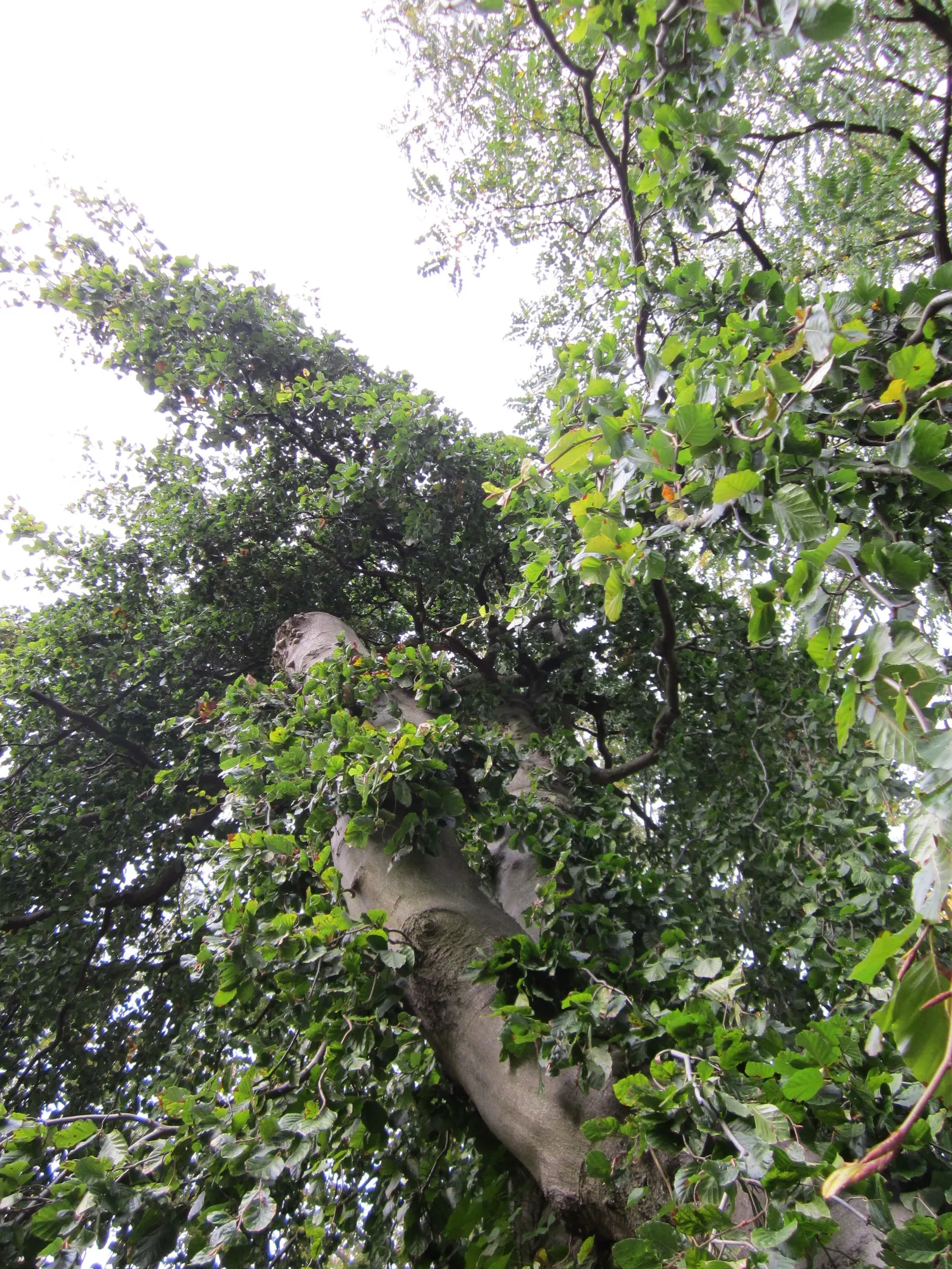 Weeping European Beech (Fagus Sylvatica 'Pendula') — It thrives under full sunlight to partial shade in well-drained soil; dark green as the season progresses