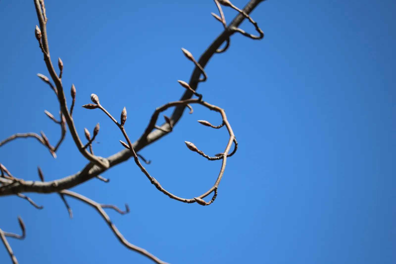 Weeping European Beech (Fagus Sylvatica 'Pendula') — it is important to note that while the tree is relatively low-maintenance; with branches that, image 62