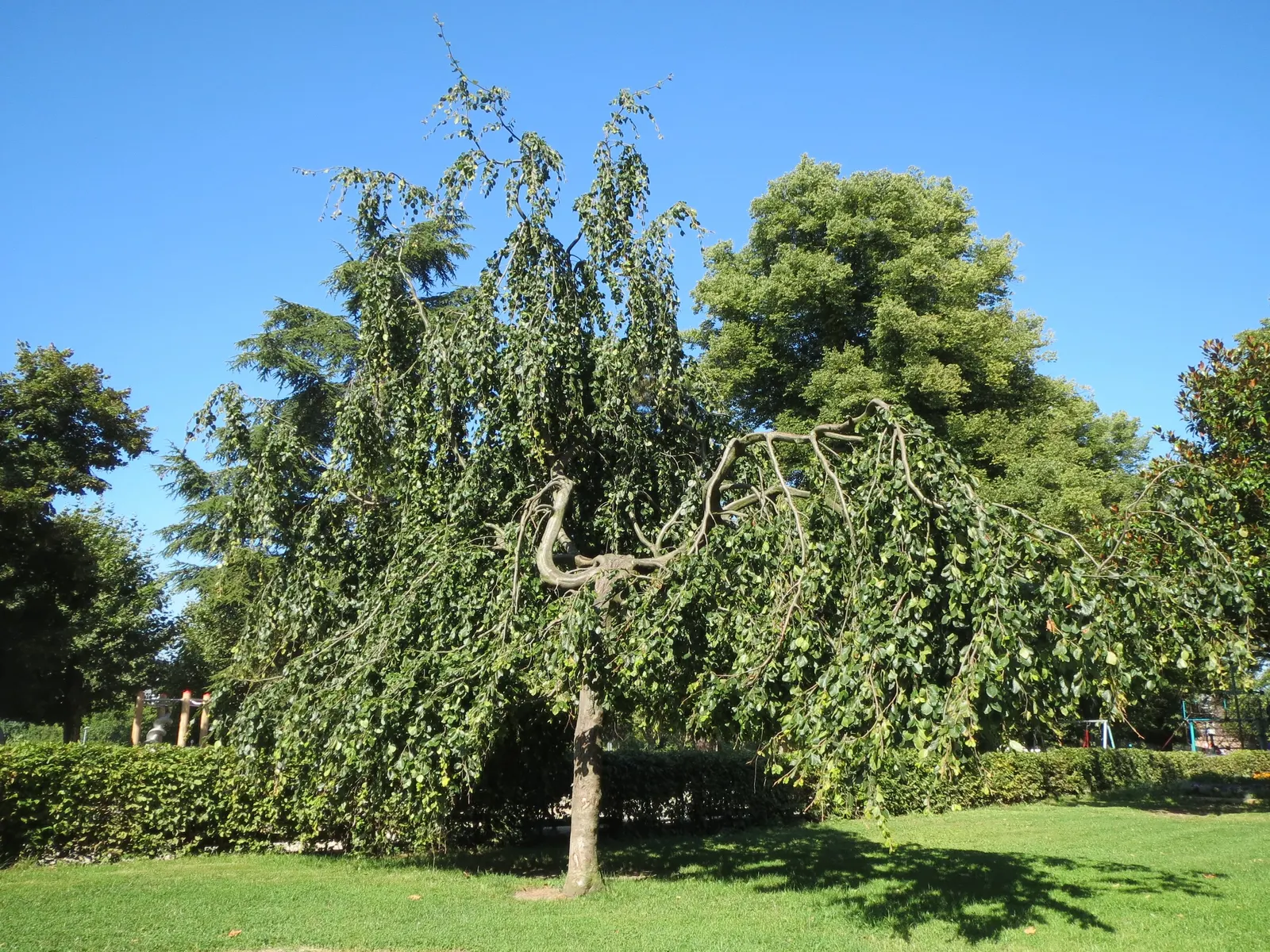 Weeping European Beech (Fagus Sylvatica 'Pendula') — Noted for its striking silhouette, image 67