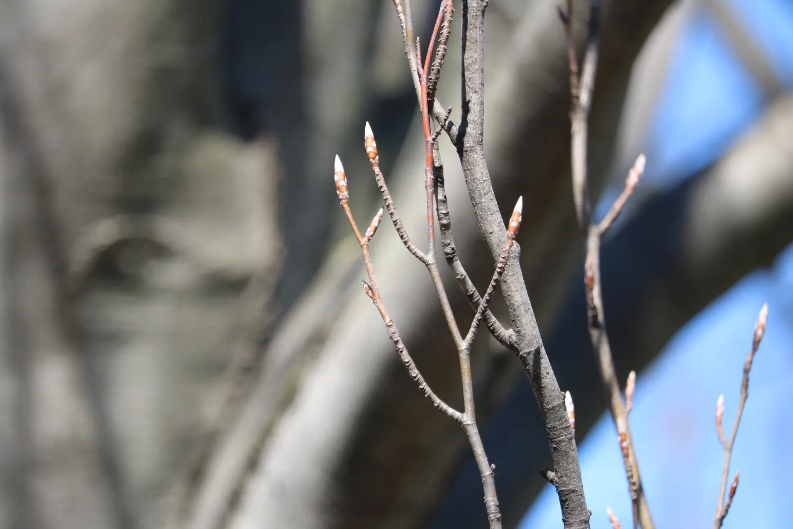 Weeping European Beech (Fagus Sylvatica 'Pendula') — dark green as the season progresses, image 60