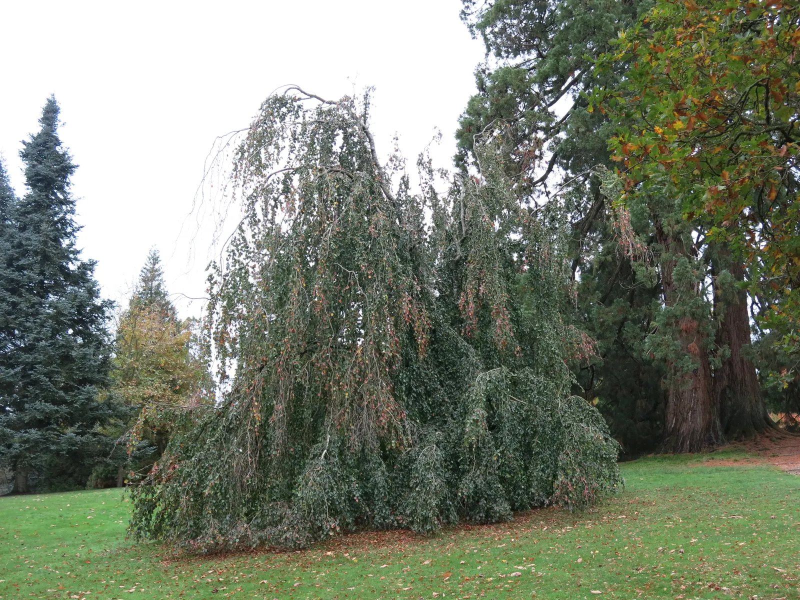 Weeping European Beech (Fagus Sylvatica 'Pendula') — making it a captivating focal point in spacious landscapes; dark green as the season progresses, image 69