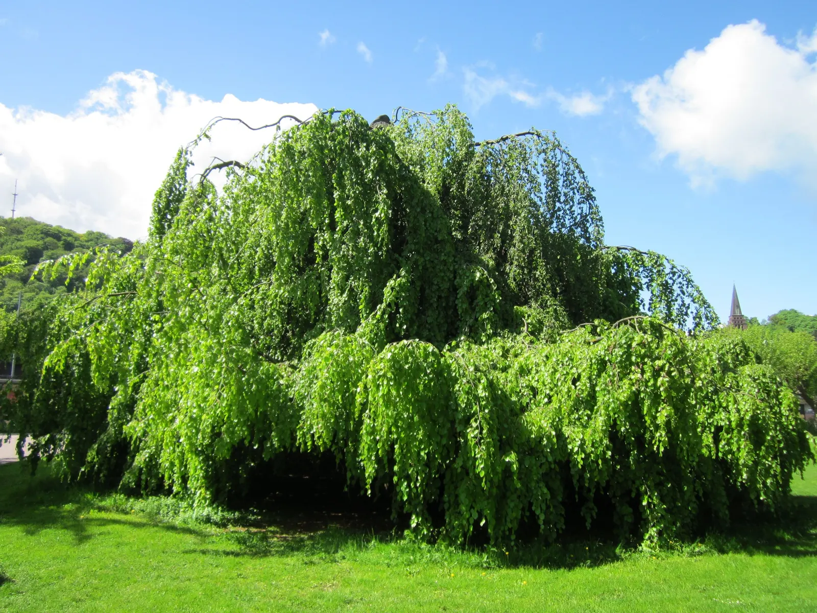 Weeping European Beech (Fagus Sylvatica 'Pendula') — this tree serves as a focal point due to its stately presence and sculptural quality