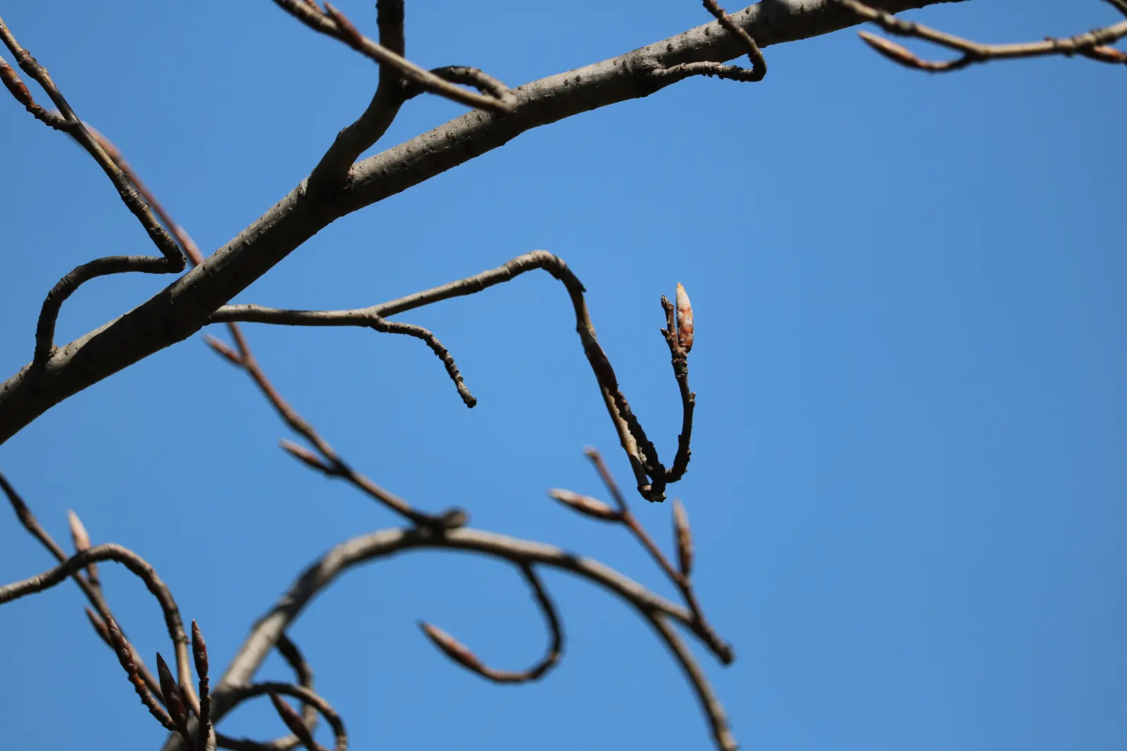 Weeping European Beech (Fagus Sylvatica 'Pendula') — this deciduous specimen adds timeless elegance; with branches that sweep downwards to create, image 68
